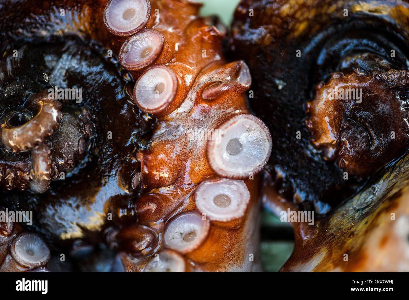05.08.2018., Zagreb, Croatie - le pieuvre est un mollusque doux à huit limbed de l'ordre des pieuvres. Environ 300 espèces sont reconnues et l'ordre est regroupé dans la classe Cephalopoda avec des calmars, des seiches et des nautiloïdes. Comme les autres céphalopodes, le poulpe est bilatéralement symétrique avec deux yeux et un bec, avec sa bouche au point central des huit membres (traditionnellement appelés 'bras', parfois appelé 'tentacules' à tort). Le corps souple peut rapidement modifier sa forme, ce qui permet aux poulpes de se pincer à travers de petits espaces. Ils suivent leurs huit appendices derrière eux pendant qu'ils nagent. T Banque D'Images