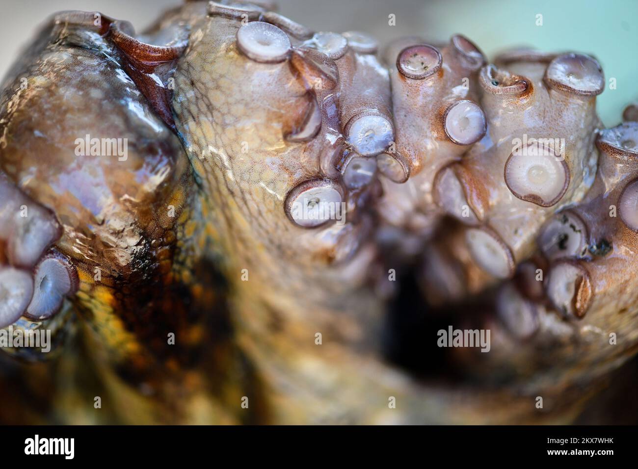 05.08.2018., Zagreb, Croatie - le pieuvre est un mollusque doux à huit limbed de l'ordre des pieuvres. Environ 300 espèces sont reconnues et l'ordre est regroupé dans la classe Cephalopoda avec des calmars, des seiches et des nautiloïdes. Comme les autres céphalopodes, le poulpe est bilatéralement symétrique avec deux yeux et un bec, avec sa bouche au point central des huit membres (traditionnellement appelés 'bras', parfois appelé 'tentacules' à tort). Le corps souple peut rapidement modifier sa forme, ce qui permet aux poulpes de se pincer à travers de petits espaces. Ils suivent leurs huit appendices derrière eux pendant qu'ils nagent. T Banque D'Images