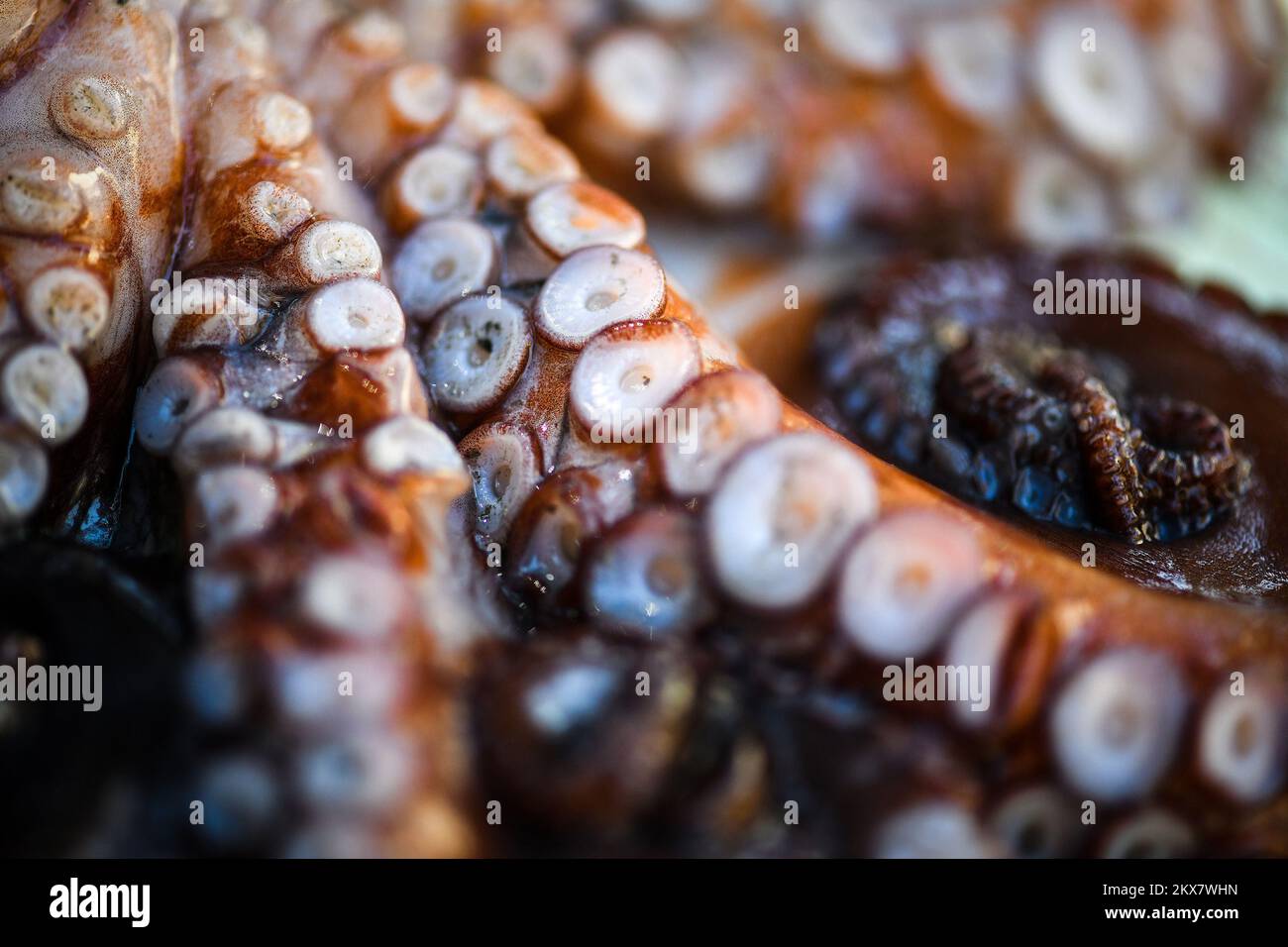05.08.2018., Zagreb, Croatie - le pieuvre est un mollusque doux à huit limbed de l'ordre des pieuvres. Environ 300 espèces sont reconnues et l'ordre est regroupé dans la classe Cephalopoda avec des calmars, des seiches et des nautiloïdes. Comme les autres céphalopodes, le poulpe est bilatéralement symétrique avec deux yeux et un bec, avec sa bouche au point central des huit membres (traditionnellement appelés 'bras', parfois appelé 'tentacules' à tort). Le corps souple peut rapidement modifier sa forme, ce qui permet aux poulpes de se pincer à travers de petits espaces. Ils suivent leurs huit appendices derrière eux pendant qu'ils nagent. T Banque D'Images