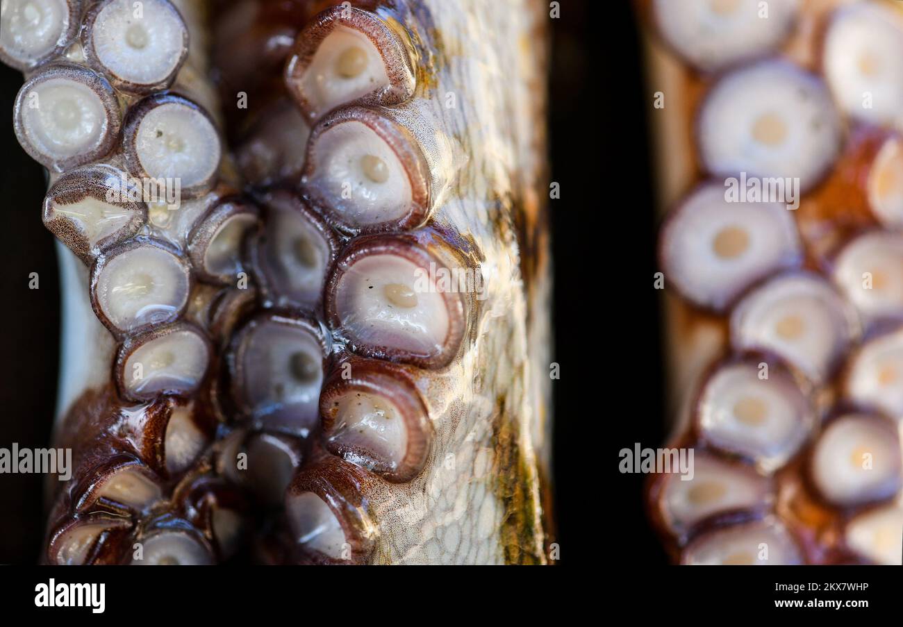 05.08.2018., Zagreb, Croatie - le pieuvre est un mollusque doux à huit limbed de l'ordre des pieuvres. Environ 300 espèces sont reconnues et l'ordre est regroupé dans la classe Cephalopoda avec des calmars, des seiches et des nautiloïdes. Comme les autres céphalopodes, le poulpe est bilatéralement symétrique avec deux yeux et un bec, avec sa bouche au point central des huit membres (traditionnellement appelés 'bras', parfois appelé 'tentacules' à tort). Le corps souple peut rapidement modifier sa forme, ce qui permet aux poulpes de se pincer à travers de petits espaces. Ils suivent leurs huit appendices derrière eux pendant qu'ils nagent. T Banque D'Images