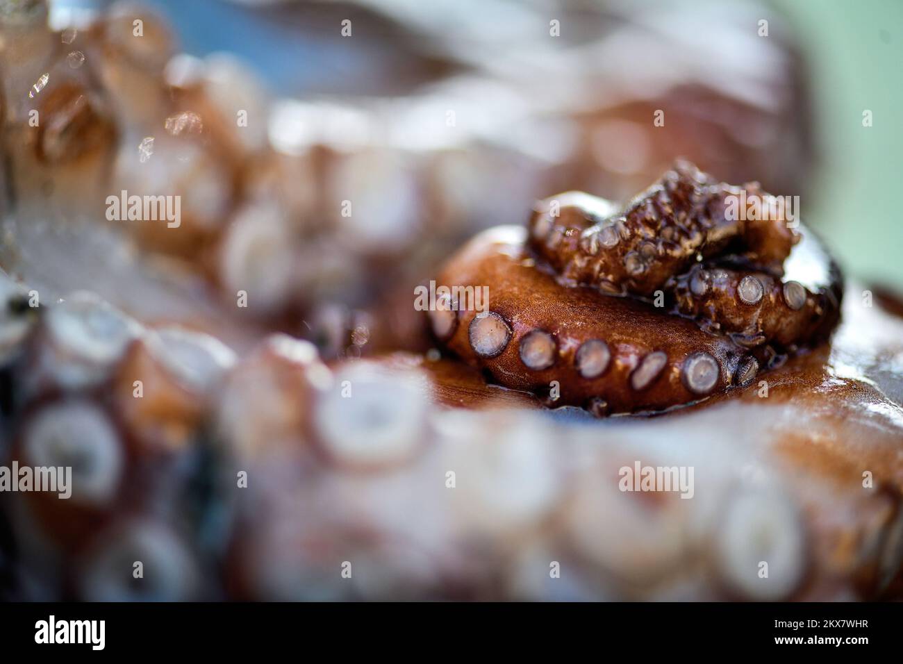 05.08.2018., Zagreb, Croatie - le pieuvre est un mollusque doux à huit limbed de l'ordre des pieuvres. Environ 300 espèces sont reconnues et l'ordre est regroupé dans la classe Cephalopoda avec des calmars, des seiches et des nautiloïdes. Comme les autres céphalopodes, le poulpe est bilatéralement symétrique avec deux yeux et un bec, avec sa bouche au point central des huit membres (traditionnellement appelés 'bras', parfois appelé 'tentacules' à tort). Le corps souple peut rapidement modifier sa forme, ce qui permet aux poulpes de se pincer à travers de petits espaces. Ils suivent leurs huit appendices derrière eux pendant qu'ils nagent. T Banque D'Images