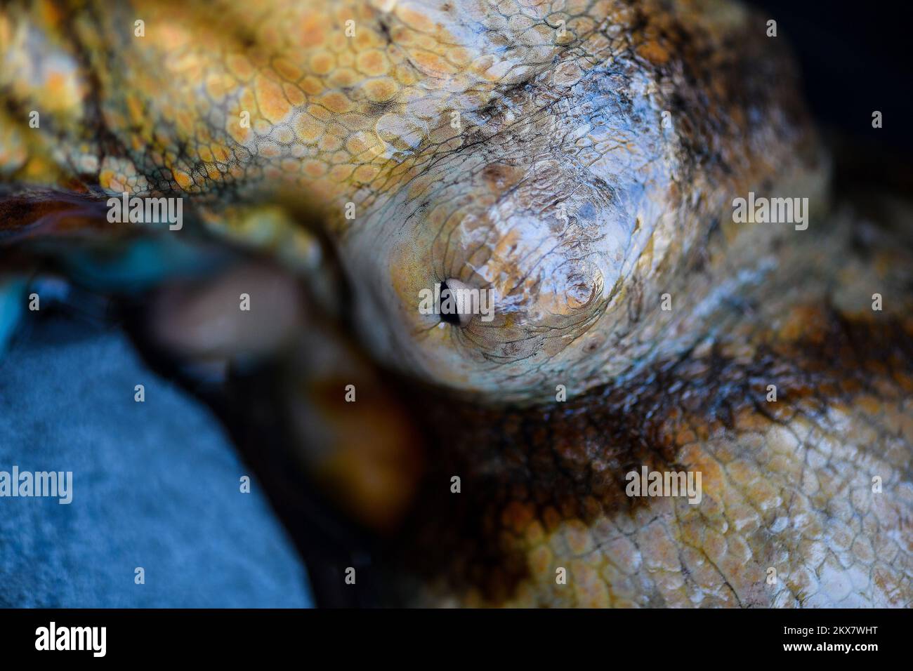 05.08.2018., Zagreb, Croatie - le pieuvre est un mollusque doux à huit limbed de l'ordre des pieuvres. Environ 300 espèces sont reconnues et l'ordre est regroupé dans la classe Cephalopoda avec des calmars, des seiches et des nautiloïdes. Comme les autres céphalopodes, le poulpe est bilatéralement symétrique avec deux yeux et un bec, avec sa bouche au point central des huit membres (traditionnellement appelés 'bras', parfois appelé 'tentacules' à tort). Le corps souple peut rapidement modifier sa forme, ce qui permet aux poulpes de se pincer à travers de petits espaces. Ils suivent leurs huit appendices derrière eux pendant qu'ils nagent. T Banque D'Images