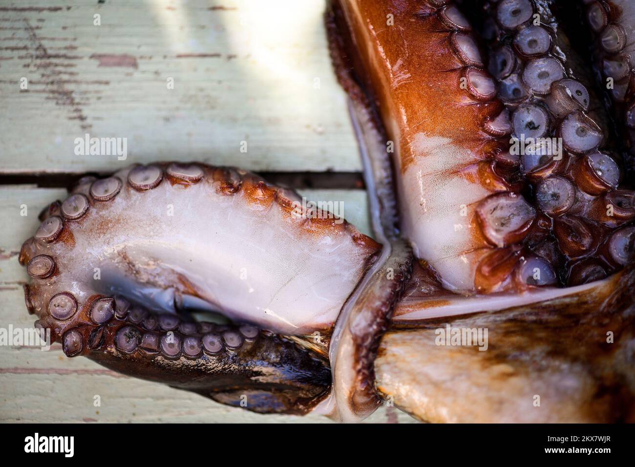 05.08.2018., Zagreb, Croatie - le pieuvre est un mollusque doux à huit limbed de l'ordre des pieuvres. Environ 300 espèces sont reconnues et l'ordre est regroupé dans la classe Cephalopoda avec des calmars, des seiches et des nautiloïdes. Comme les autres céphalopodes, le poulpe est bilatéralement symétrique avec deux yeux et un bec, avec sa bouche au point central des huit membres (traditionnellement appelés 'bras', parfois appelé 'tentacules' à tort). Le corps souple peut rapidement modifier sa forme, ce qui permet aux poulpes de se pincer à travers de petits espaces. Ils suivent leurs huit appendices derrière eux pendant qu'ils nagent. T Banque D'Images