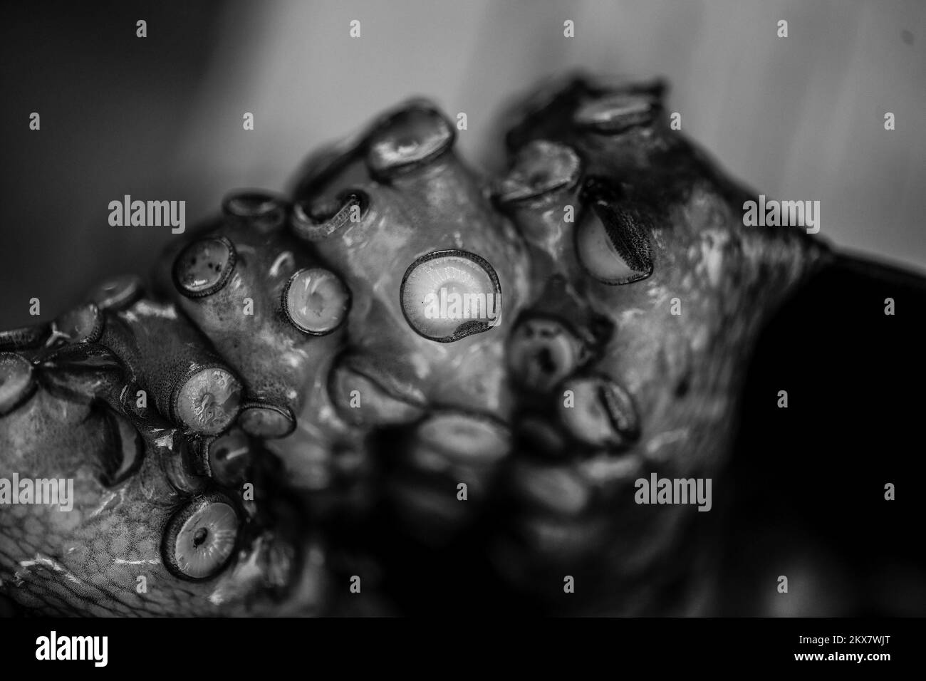 05.08.2018., Zagreb, Croatie - le pieuvre est un mollusque doux à huit limbed de l'ordre des pieuvres. Environ 300 espèces sont reconnues et l'ordre est regroupé dans la classe Cephalopoda avec des calmars, des seiches et des nautiloïdes. Comme les autres céphalopodes, le poulpe est bilatéralement symétrique avec deux yeux et un bec, avec sa bouche au point central des huit membres (traditionnellement appelés 'bras', parfois appelé 'tentacules' à tort). Le corps souple peut rapidement modifier sa forme, ce qui permet aux poulpes de se pincer à travers de petits espaces. Ils suivent leurs huit appendices derrière eux pendant qu'ils nagent. T Banque D'Images