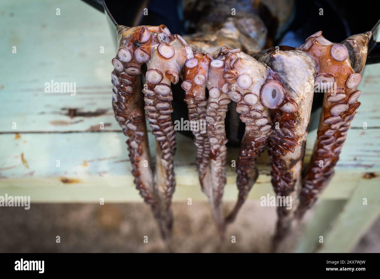 05.08.2018., Zagreb, Croatie - le pieuvre est un mollusque doux à huit limbed de l'ordre des pieuvres. Environ 300 espèces sont reconnues et l'ordre est regroupé dans la classe Cephalopoda avec des calmars, des seiches et des nautiloïdes. Comme les autres céphalopodes, le poulpe est bilatéralement symétrique avec deux yeux et un bec, avec sa bouche au point central des huit membres (traditionnellement appelés 'bras', parfois appelé 'tentacules' à tort). Le corps souple peut rapidement modifier sa forme, ce qui permet aux poulpes de se pincer à travers de petits espaces. Ils suivent leurs huit appendices derrière eux pendant qu'ils nagent. T Banque D'Images