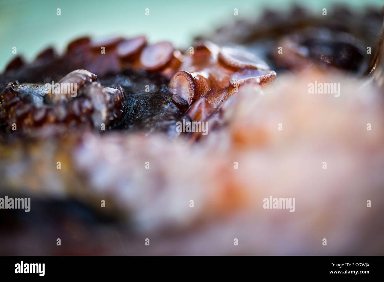 05.08.2018., Zagreb, Croatie - le pieuvre est un mollusque doux à huit limbed de l'ordre des pieuvres. Environ 300 espèces sont reconnues et l'ordre est regroupé dans la classe Cephalopoda avec des calmars, des seiches et des nautiloïdes. Comme les autres céphalopodes, le poulpe est bilatéralement symétrique avec deux yeux et un bec, avec sa bouche au point central des huit membres (traditionnellement appelés 'bras', parfois appelé 'tentacules' à tort). Le corps souple peut rapidement modifier sa forme, ce qui permet aux poulpes de se pincer à travers de petits espaces. Ils suivent leurs huit appendices derrière eux pendant qu'ils nagent. T Banque D'Images