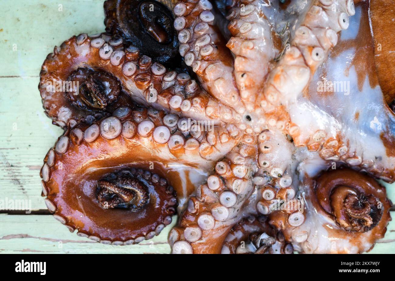 05.08.2018., Zagreb, Croatie - le pieuvre est un mollusque doux à huit limbed de l'ordre des pieuvres. Environ 300 espèces sont reconnues et l'ordre est regroupé dans la classe Cephalopoda avec des calmars, des seiches et des nautiloïdes. Comme les autres céphalopodes, le poulpe est bilatéralement symétrique avec deux yeux et un bec, avec sa bouche au point central des huit membres (traditionnellement appelés 'bras', parfois appelé 'tentacules' à tort). Le corps souple peut rapidement modifier sa forme, ce qui permet aux poulpes de se pincer à travers de petits espaces. Ils suivent leurs huit appendices derrière eux pendant qu'ils nagent. T Banque D'Images