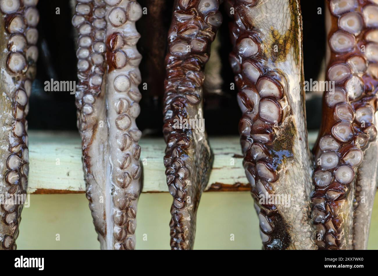 05.08.2018., Zagreb, Croatie - le pieuvre est un mollusque doux à huit limbed de l'ordre des pieuvres. Environ 300 espèces sont reconnues et l'ordre est regroupé dans la classe Cephalopoda avec des calmars, des seiches et des nautiloïdes. Comme les autres céphalopodes, le poulpe est bilatéralement symétrique avec deux yeux et un bec, avec sa bouche au point central des huit membres (traditionnellement appelés 'bras', parfois appelé 'tentacules' à tort). Le corps souple peut rapidement modifier sa forme, ce qui permet aux poulpes de se pincer à travers de petits espaces. Ils suivent leurs huit appendices derrière eux pendant qu'ils nagent. T Banque D'Images