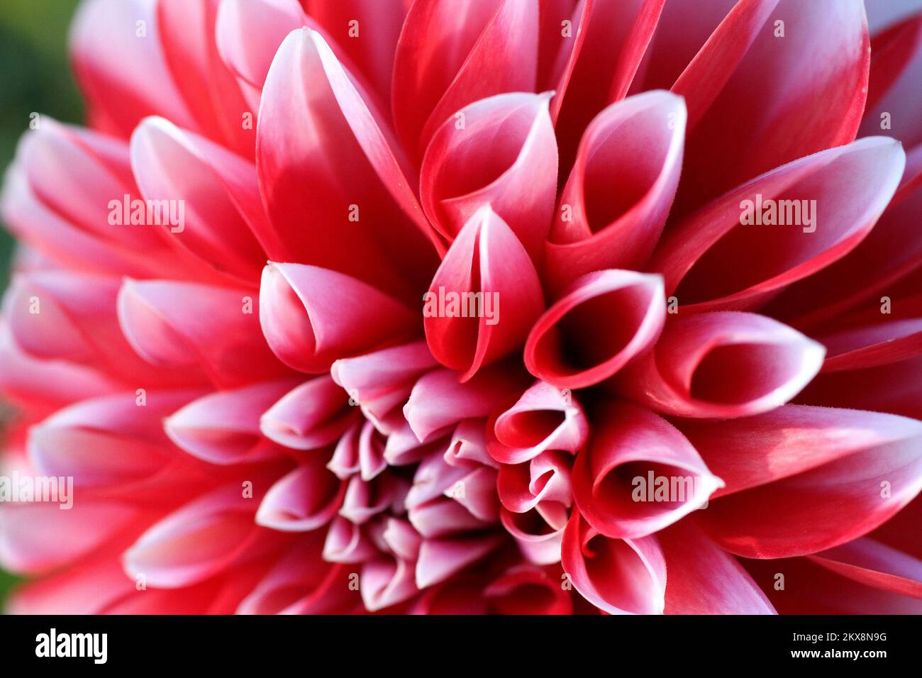 08.10.2018., Zagreb - fleur de Dahlia les Dahlias sont des fleurs picky colorées qui fleurissent généralement du milieu de l'été au premier gel, quand beaucoup d'autres plantes sont au-delà de leur meilleur. Les Dahlias viennent dans un arc-en-ciel de couleurs et même dans la taille, de la géante de 10 pouces â€œdinnerplateâ€ Blooms aux pompons de 2 pouces de style Lollipop. La plupart des variétés poussent de 4 à 5 pieds de hauteur. Photo: Patrik Macek/PIXSELL Banque D'Images