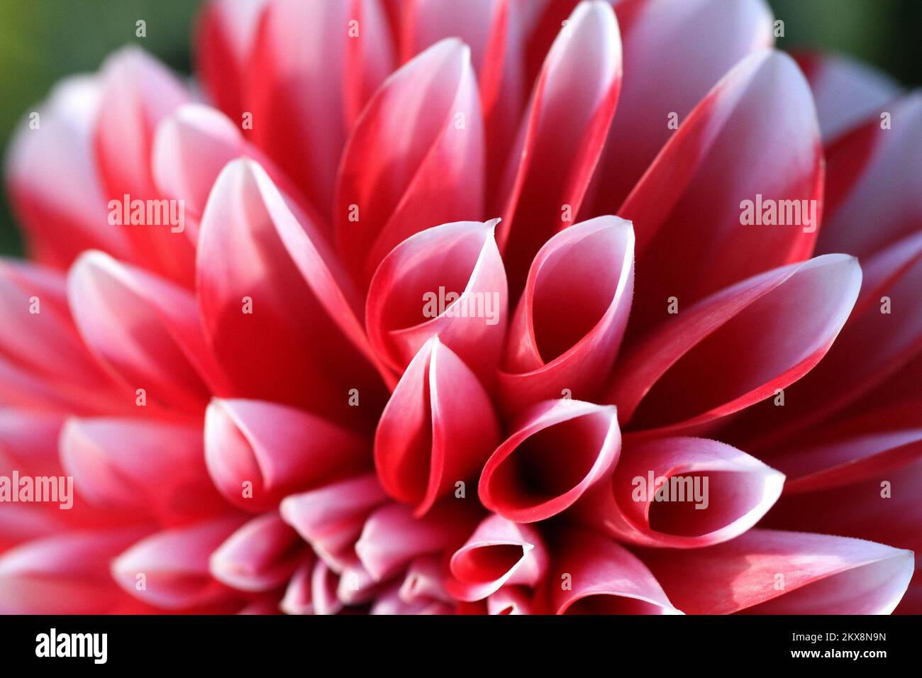 08.10.2018., Zagreb - fleur de Dahlia les Dahlias sont des fleurs picky colorées qui fleurissent généralement du milieu de l'été au premier gel, quand beaucoup d'autres plantes sont au-delà de leur meilleur. Les Dahlias viennent dans un arc-en-ciel de couleurs et même dans la taille, de la géante de 10 pouces â€œdinnerplateâ€ Blooms aux pompons de 2 pouces de style Lollipop. La plupart des variétés poussent de 4 à 5 pieds de hauteur. Photo: Patrik Macek/PIXSELL Banque D'Images