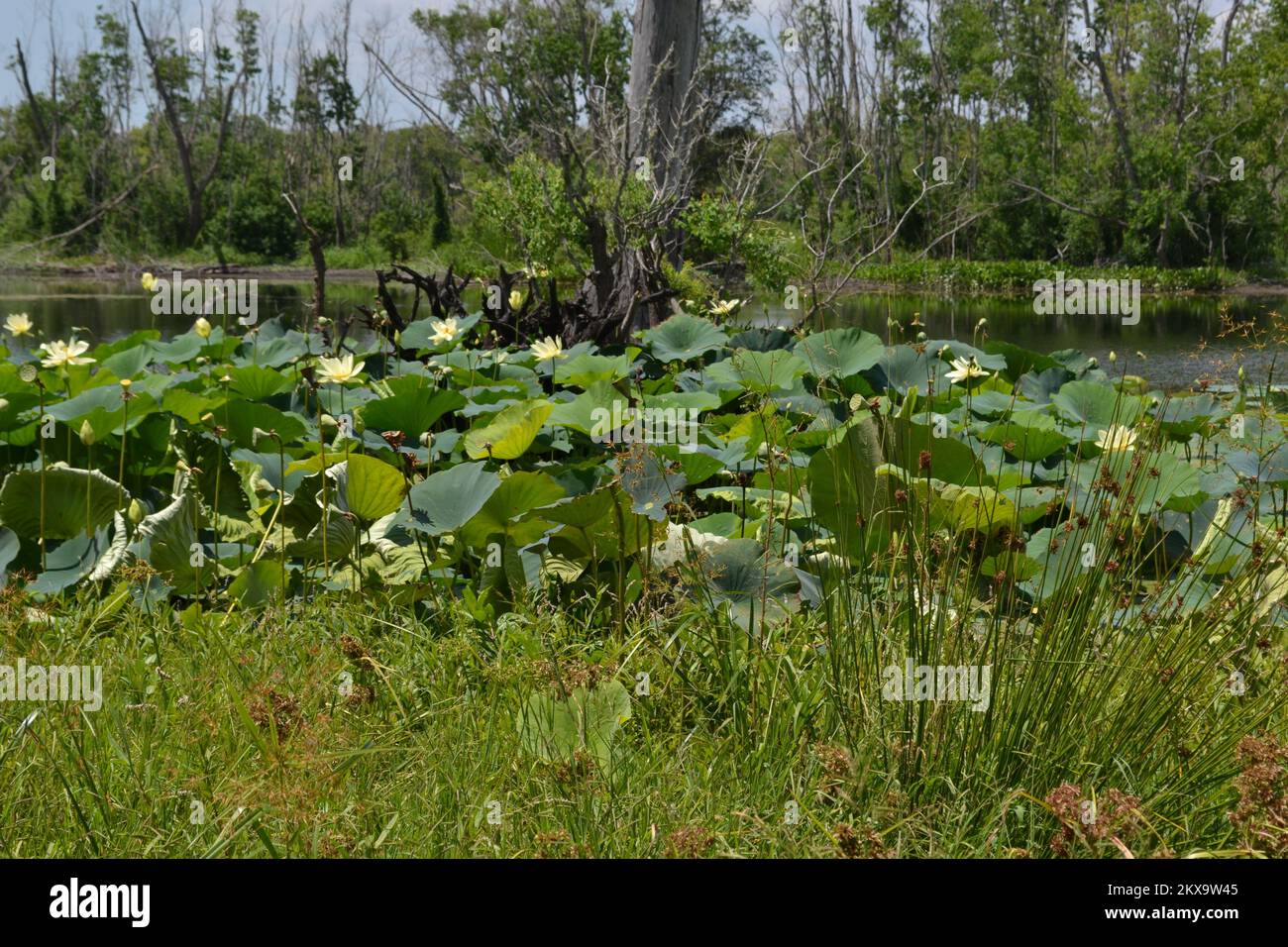 Brazos Bend State Park, Houston, Texas Banque D'Images