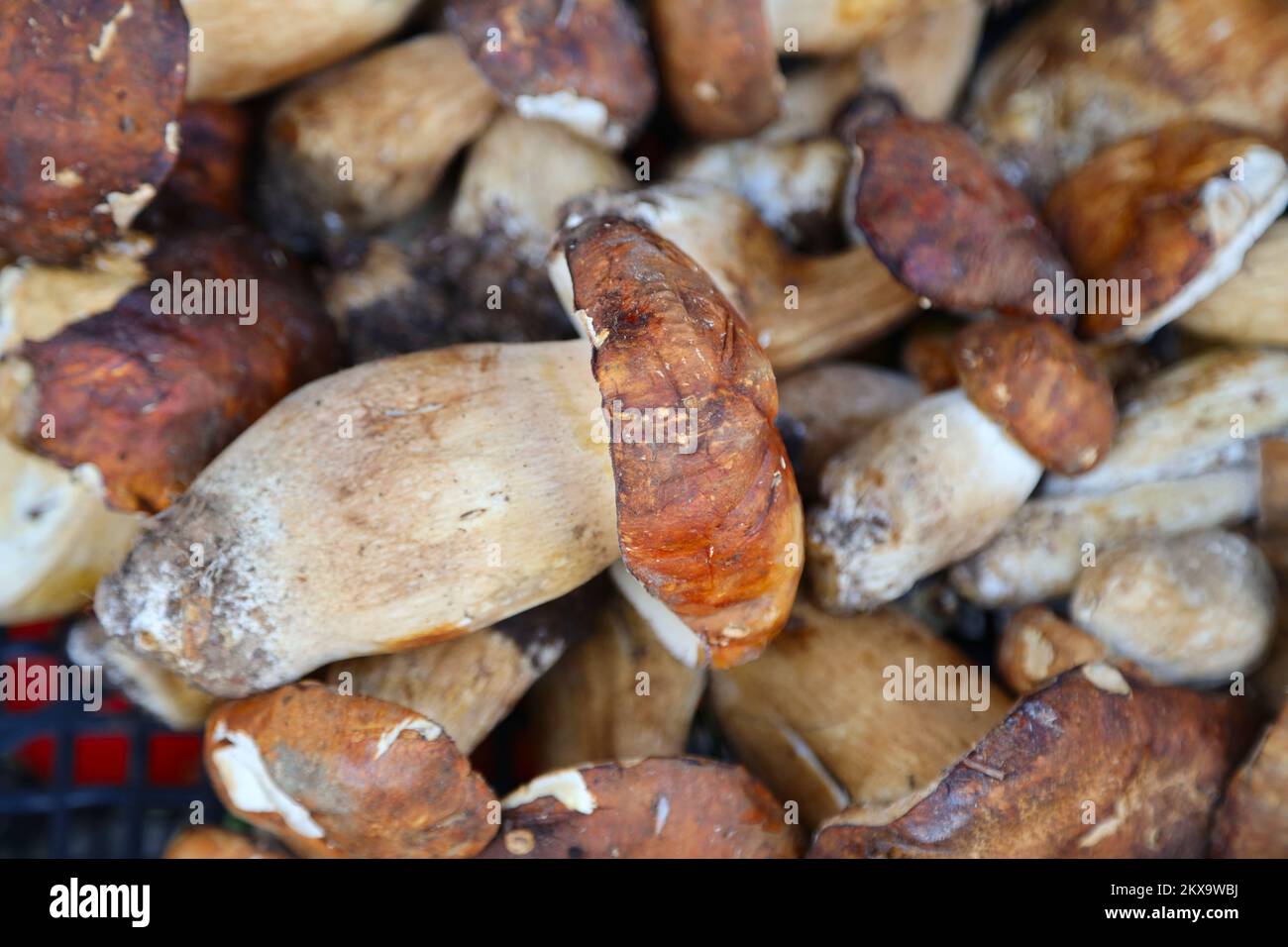 Champignons porcini en vente sur le marché de Cetara, Italie Banque D'Images