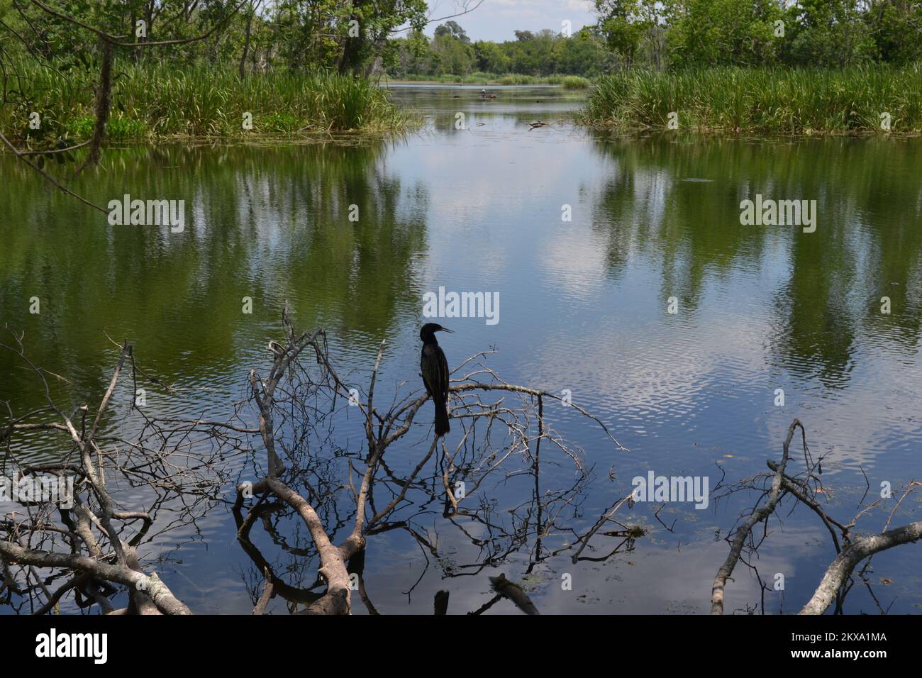 Brazos Bend State Park, Houston, Texas Banque D'Images