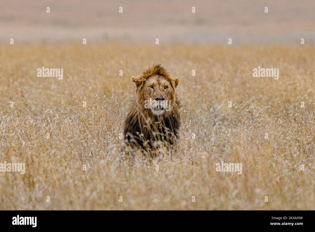 Lion dans le Bush de savana à Serengeti Tanzanie Banque D'Images