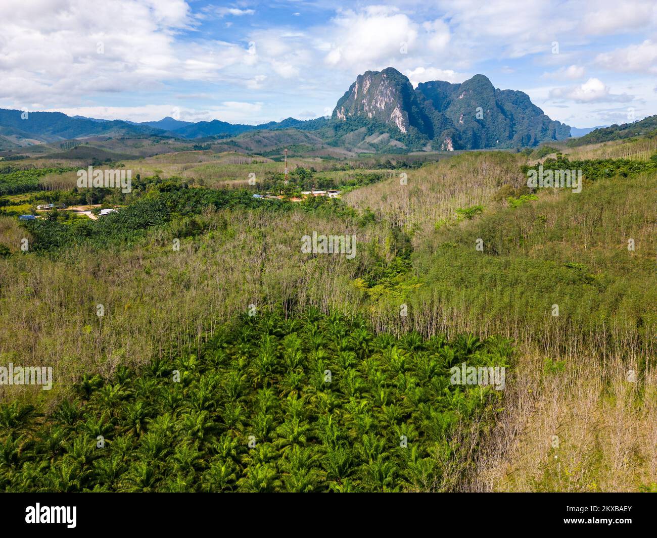 Vue aérienne sur le parc national de Khao Sok, Thaïlande. Jungle, palmiers et forêt tropicale. Montagnes en arrière-plan. Banque D'Images