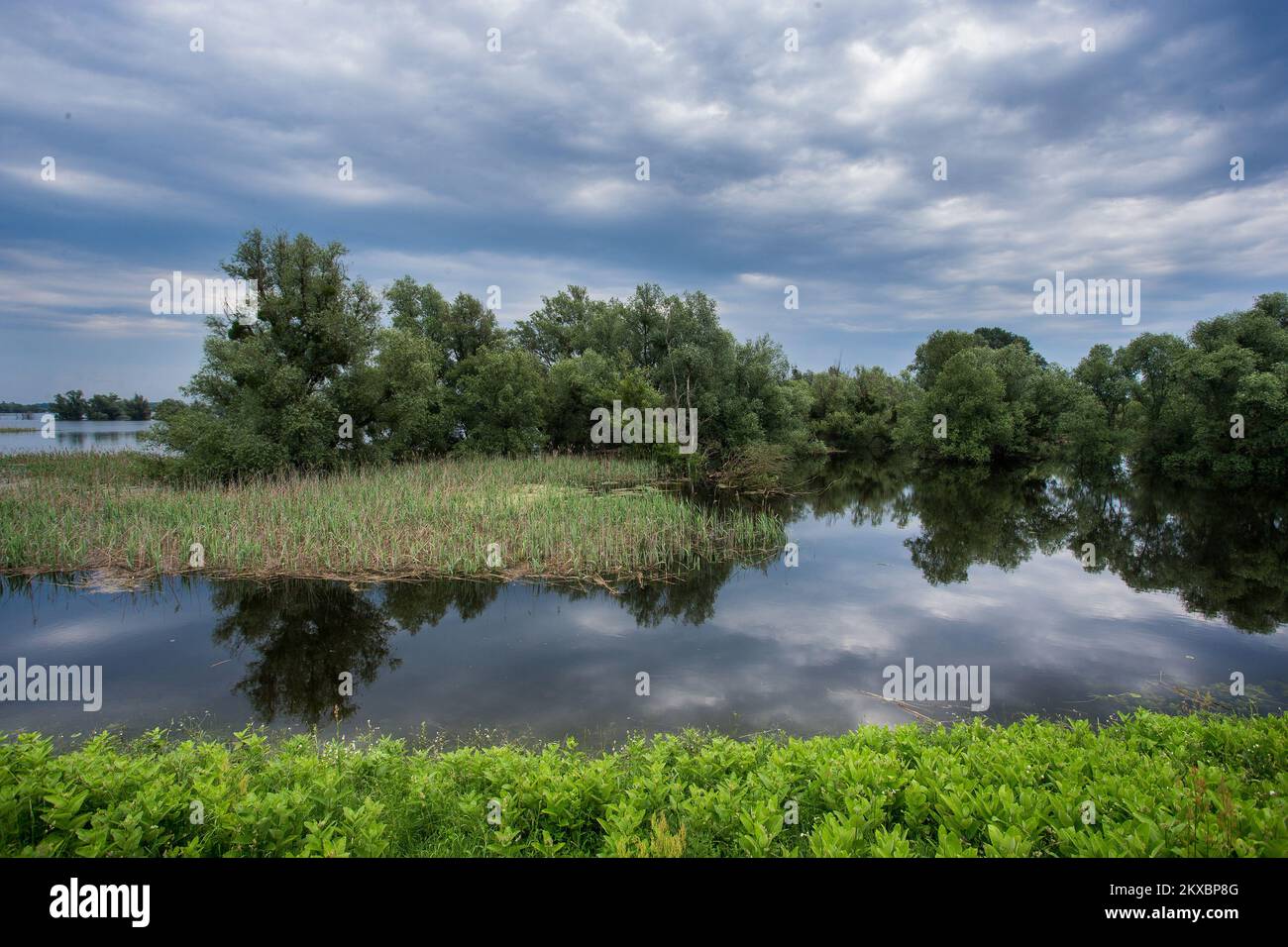 06.06.2019., Kopacki rit - Kopacki Rit est un parc naturel dans l'est de la Croatie, situé entre les fleuves Drava et Danube. C'est l'une des zones humides intactes les plus importantes, les plus grandes et les plus attrayantes d'Europe avec environ 260 espèces d'oiseaux diverses et environ 40 espèces de poissons et plusieurs espèces de mammifères telles que le sanglier, le sanglier, le chat sauvage et la belette. Il compte également plus de 140 espèces de plantes enregistrées, dont certaines sont très rares et ne se trouvent que dans quelques endroits en Croatie. Photo: Davor Javorovic/PIXSELL Banque D'Images