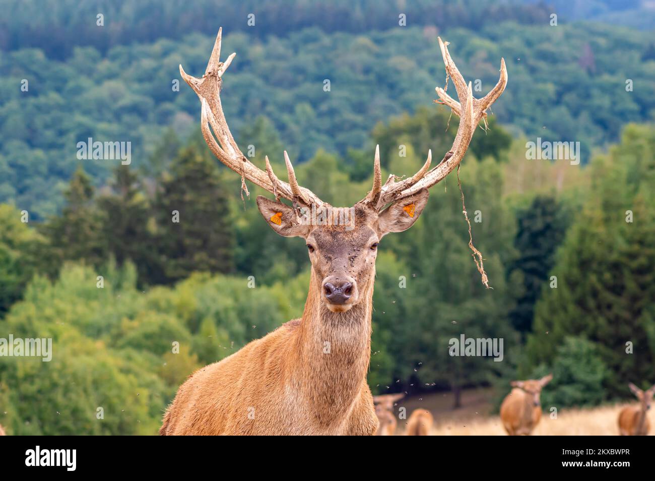 Ruminants vivant dans des troupeaux de forêts, en particulier l'homme adulte, qui porte de longues cornes de ramification (bois). Banque D'Images Ruminants vivant dans des troupeaux de forêts, en particulier l'homme adulte, qui porte de longues cornes de ramification (bois). Banque D'Images
