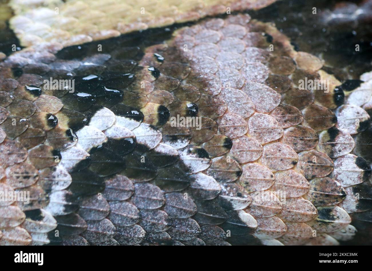 08.07.2019., Croatie, Zagreb - l'ouverture de l'exposition de serpents vivants merveilleux monde de serpents, l'une des plus grandes collections privées de serpents en Europe. Photo: Igor Kralj/PIXSELL Banque D'Images