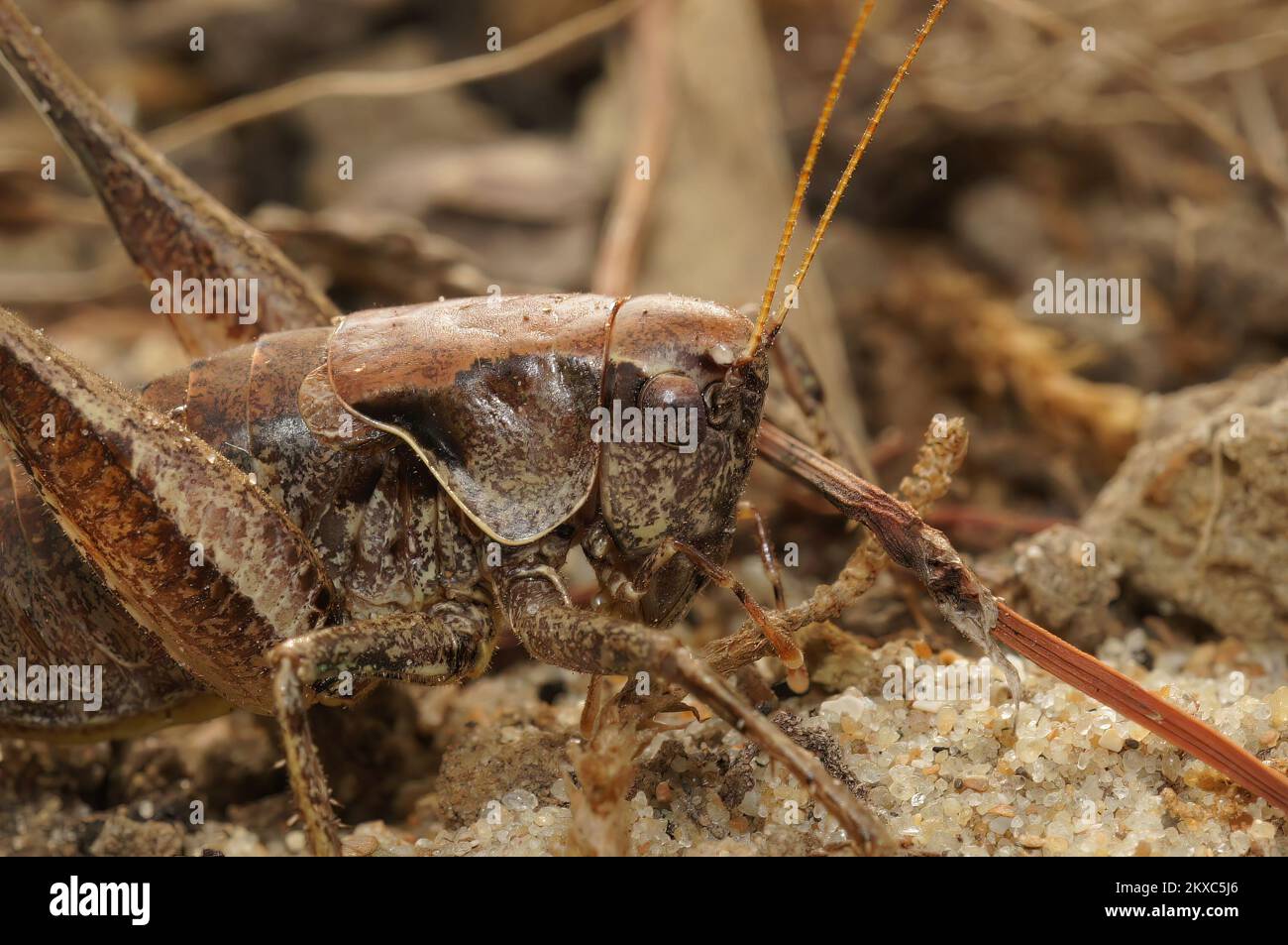 Masque de près naturel et détaillé sur le Bush-cricket sombre, Pholidoptera griseoaptera, assis au sol Banque D'Images