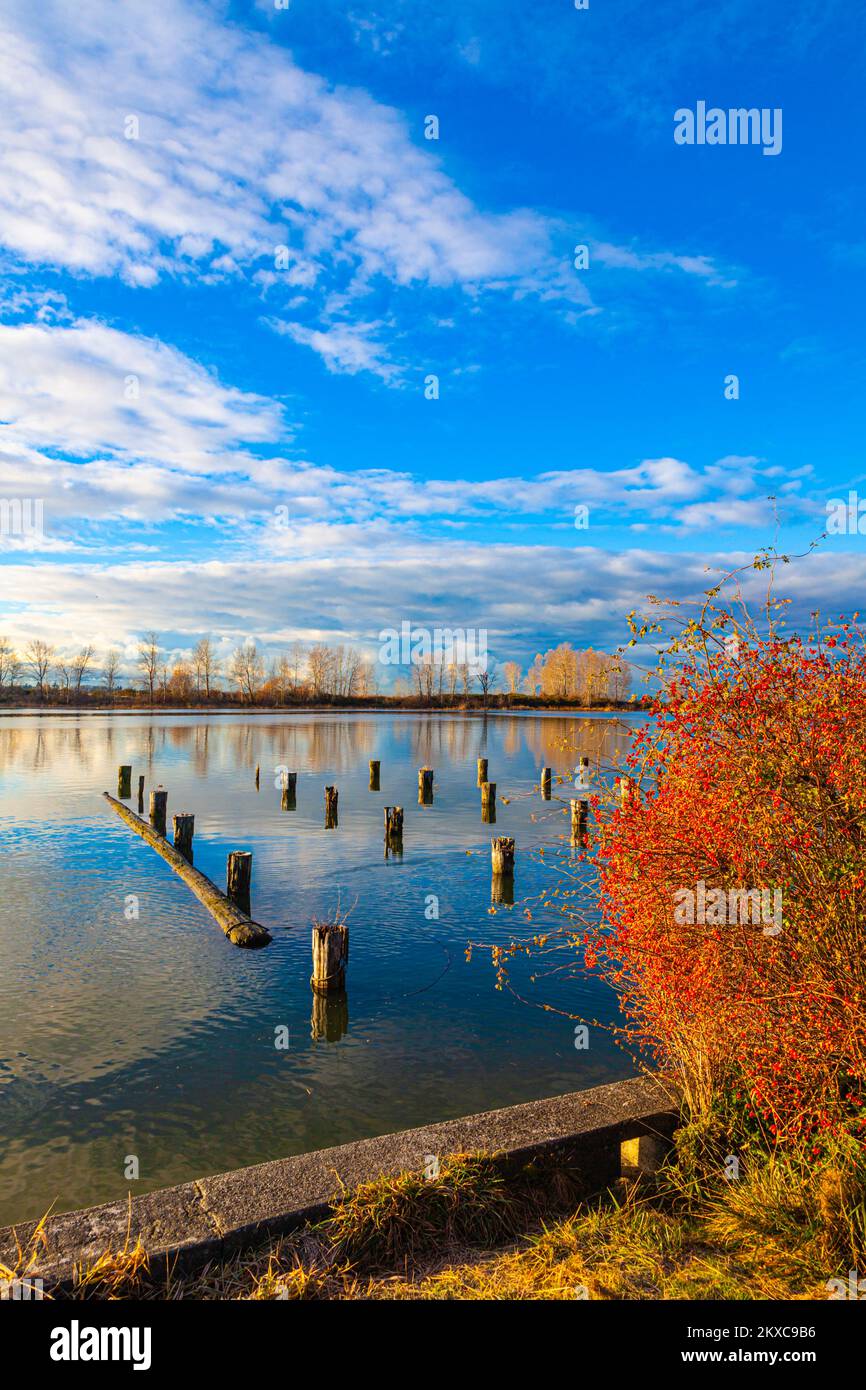 Petit matin, lumière sur un rosier sauvage le long du front de mer Steveston en Colombie-Britannique, Canada Banque D'Images