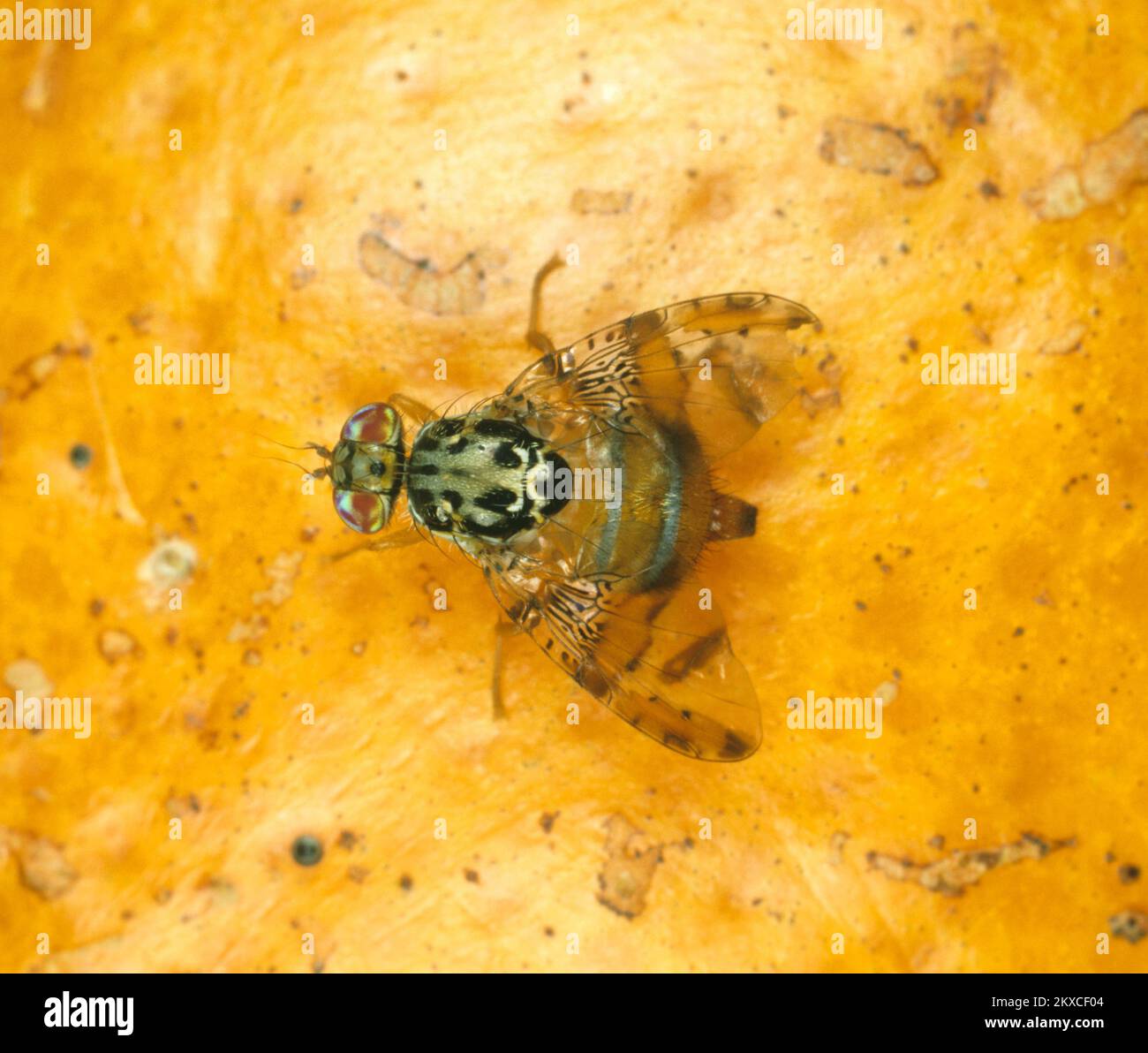 Mouche des fruits méditerranéenne (Ceratitis capitata) adulte mouche agrumes avec posture typique de l'aile sur les fruits orange, caractéristiques clairement marquées Banque D'Images