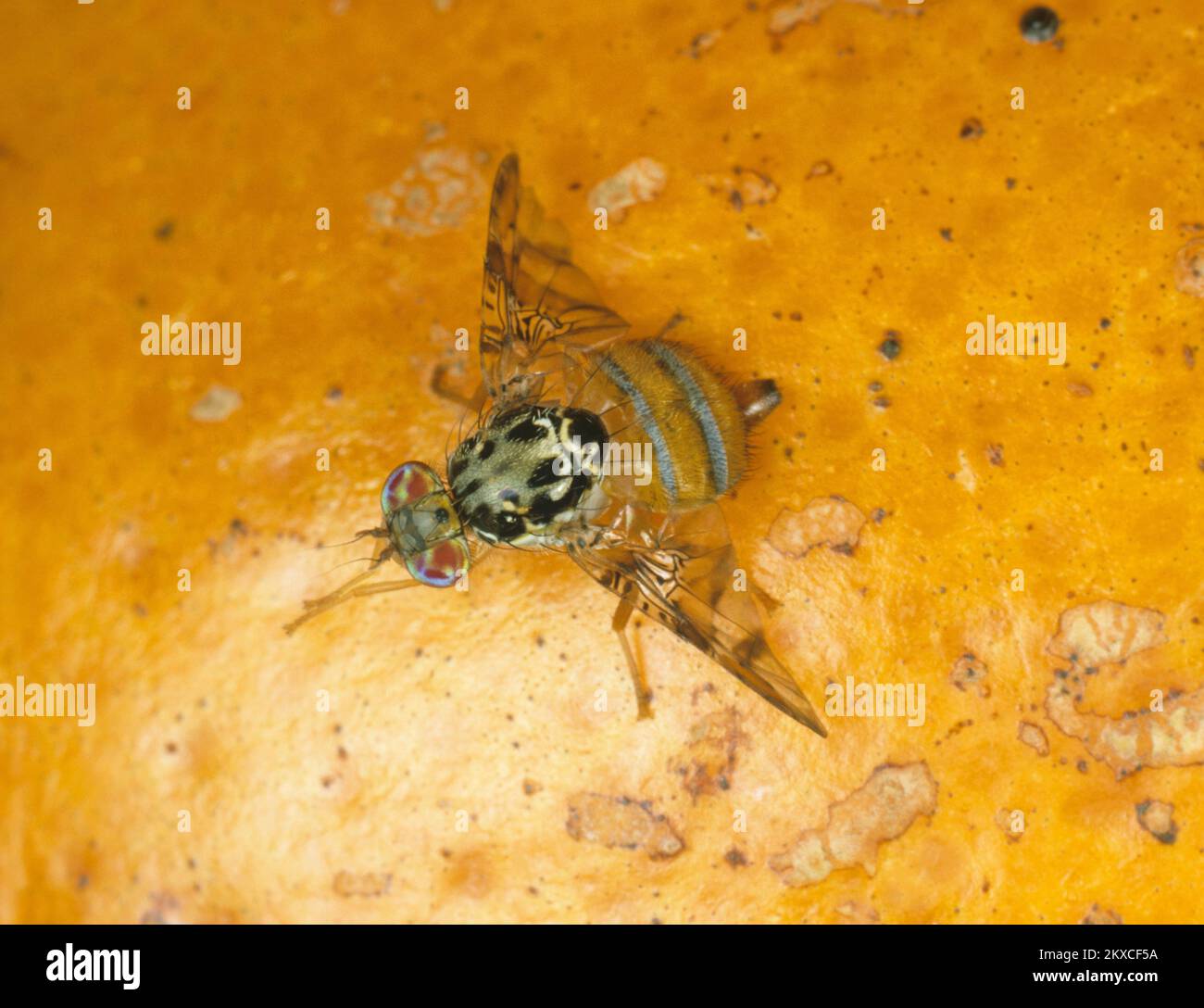 Mouche des fruits méditerranéenne (Ceratitis capitata) adulte mouche agrumes avec posture typique de l'aile sur les fruits orange, caractéristiques clairement marquées Banque D'Images