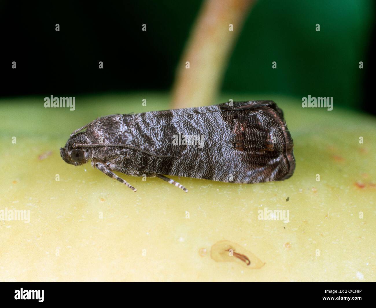 Codling Moth (Cydia pomonella) papillon adulte sur une pomme (Mallus domesticus) fruit Banque D'Images
