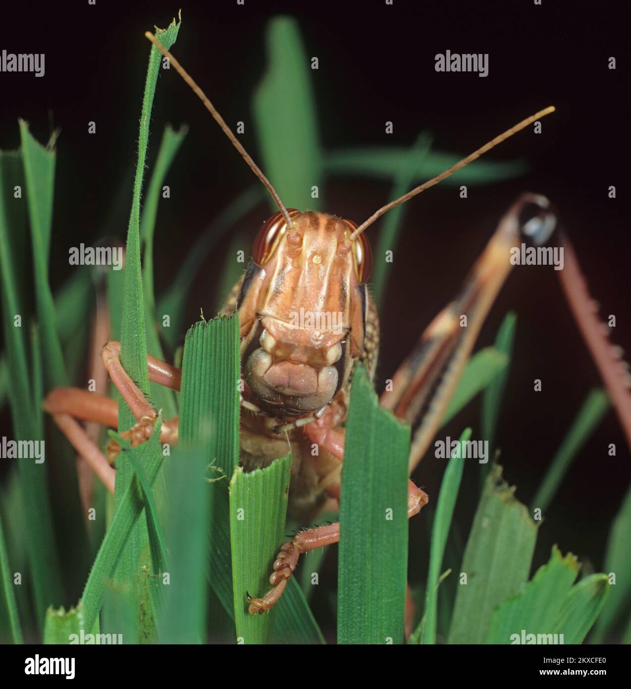 Tête, jambes et antennes de criquet pèlerin (Schistocerca gregaria) adulte, coloration rose, alimentation sur feuilles de blé, studio Banque D'Images