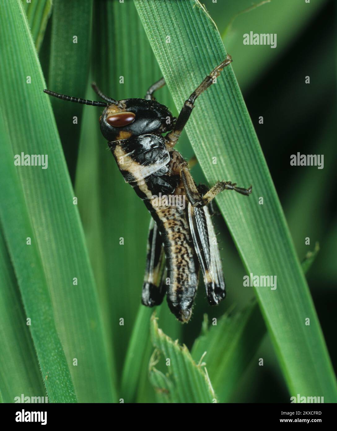 Criquet pèlerin (Schistocerca gregaria) noir foncé, jeune trémie nymphe se nourrissant sur les feuilles de blé, studio Banque D'Images