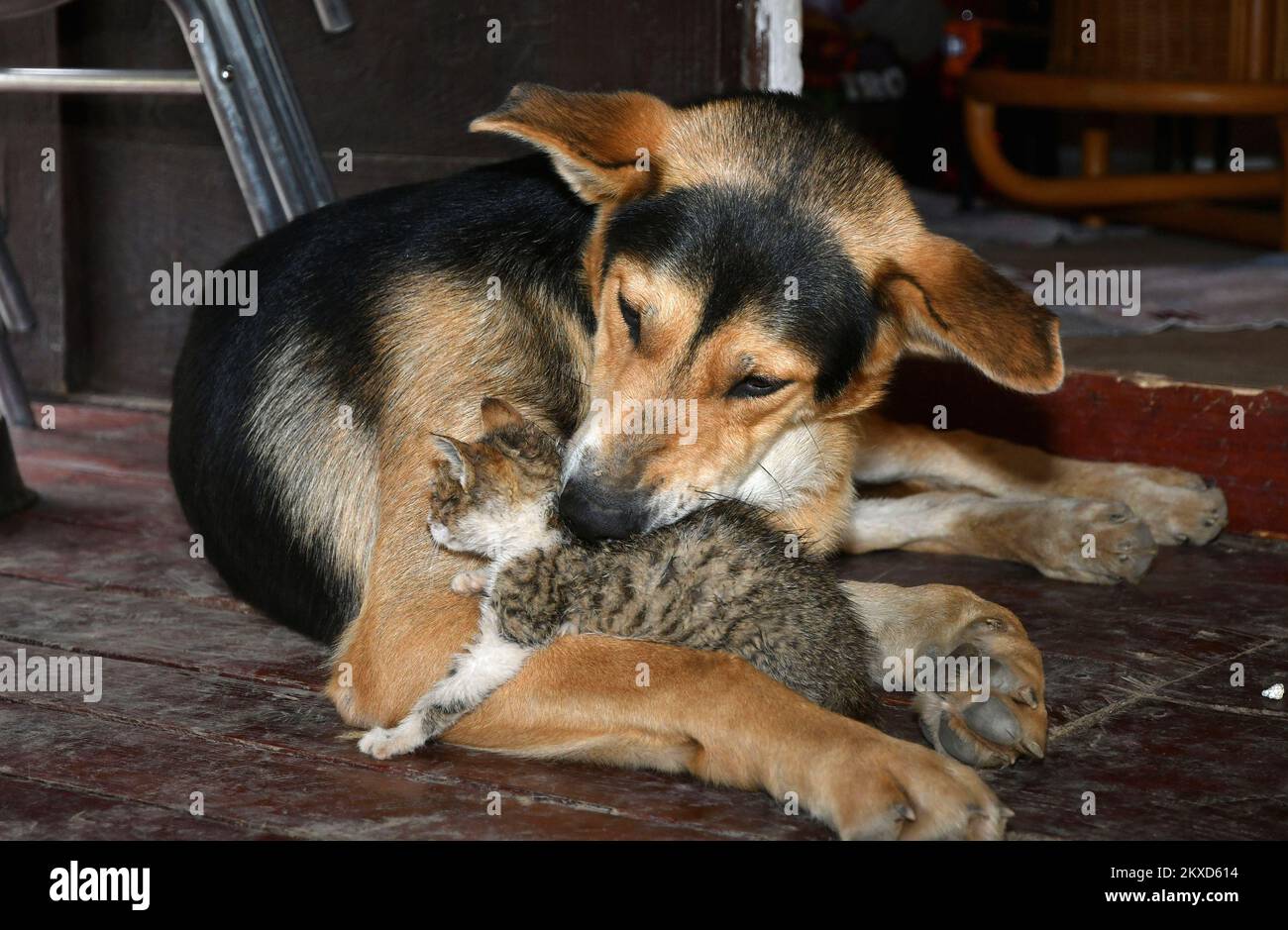 Le Volontaire Spomenka Milkanovic De Bosanski Brod S occupe 