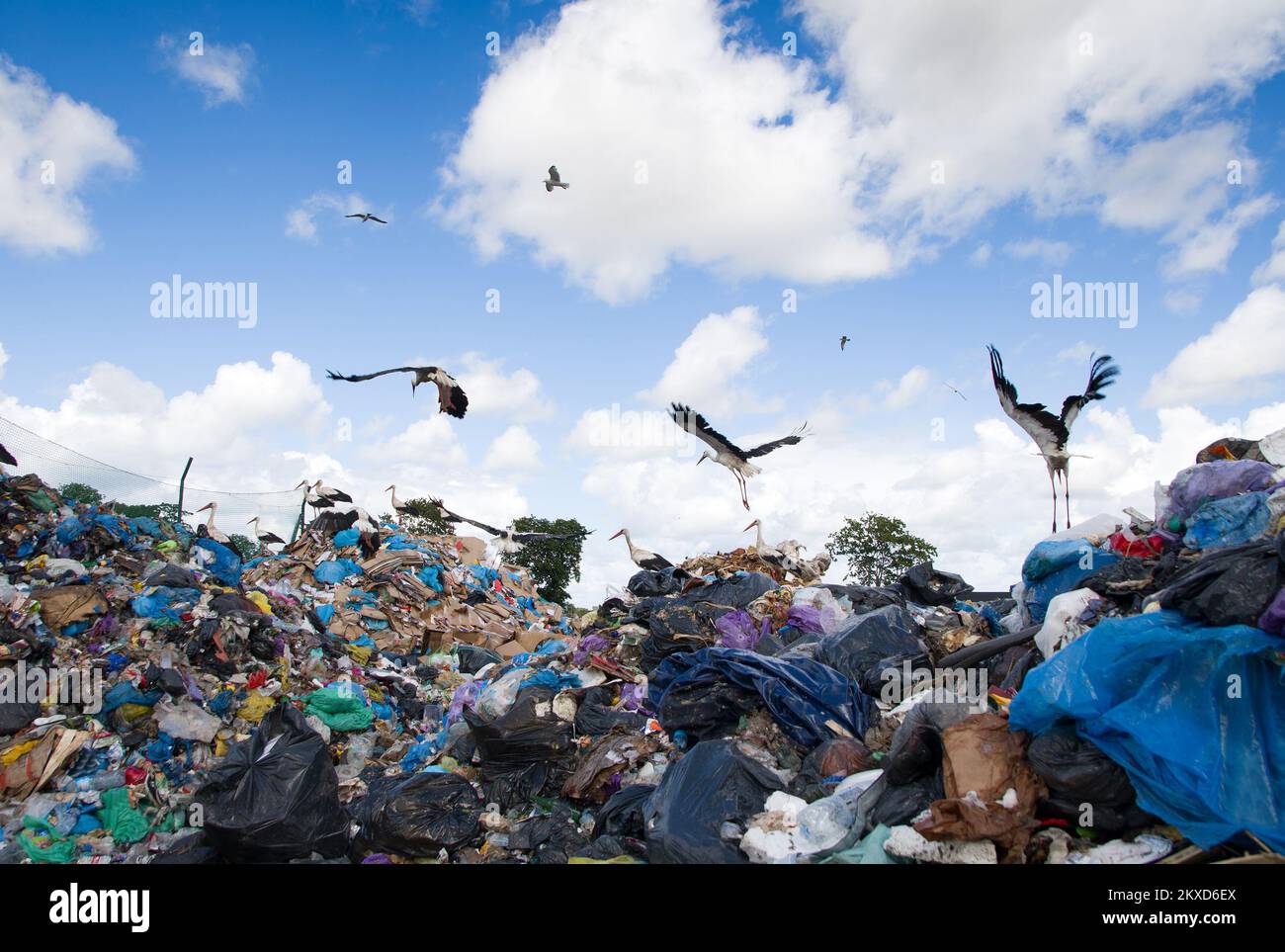 Des cigognes sur une pile de déchets au dépotoir de la ville Banque D'Images