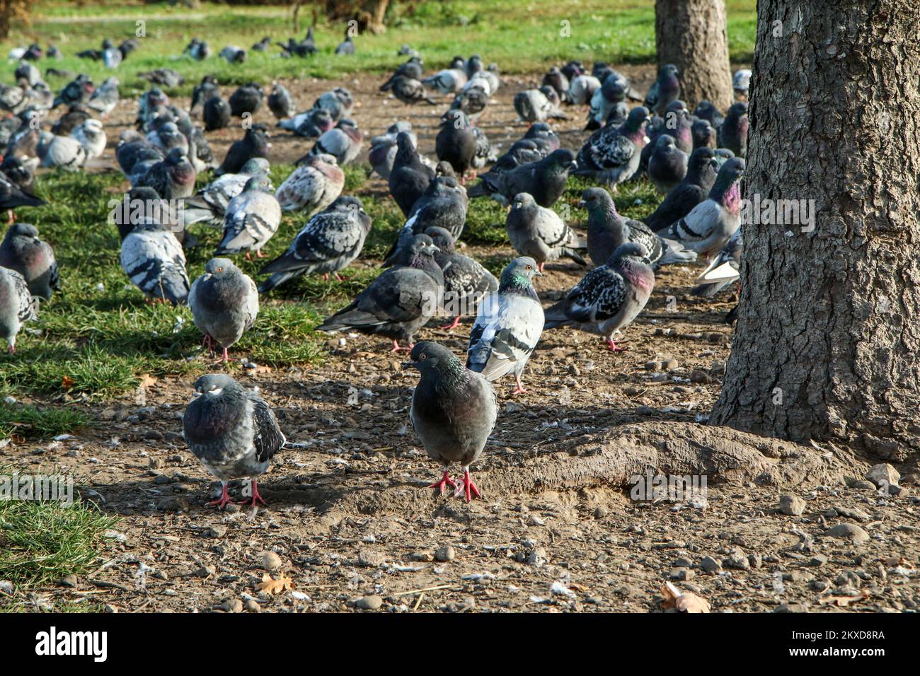 Le grand groupe de pigeons nichant sur le sol sous les arbres dans le centre-ville. Banque D'Images