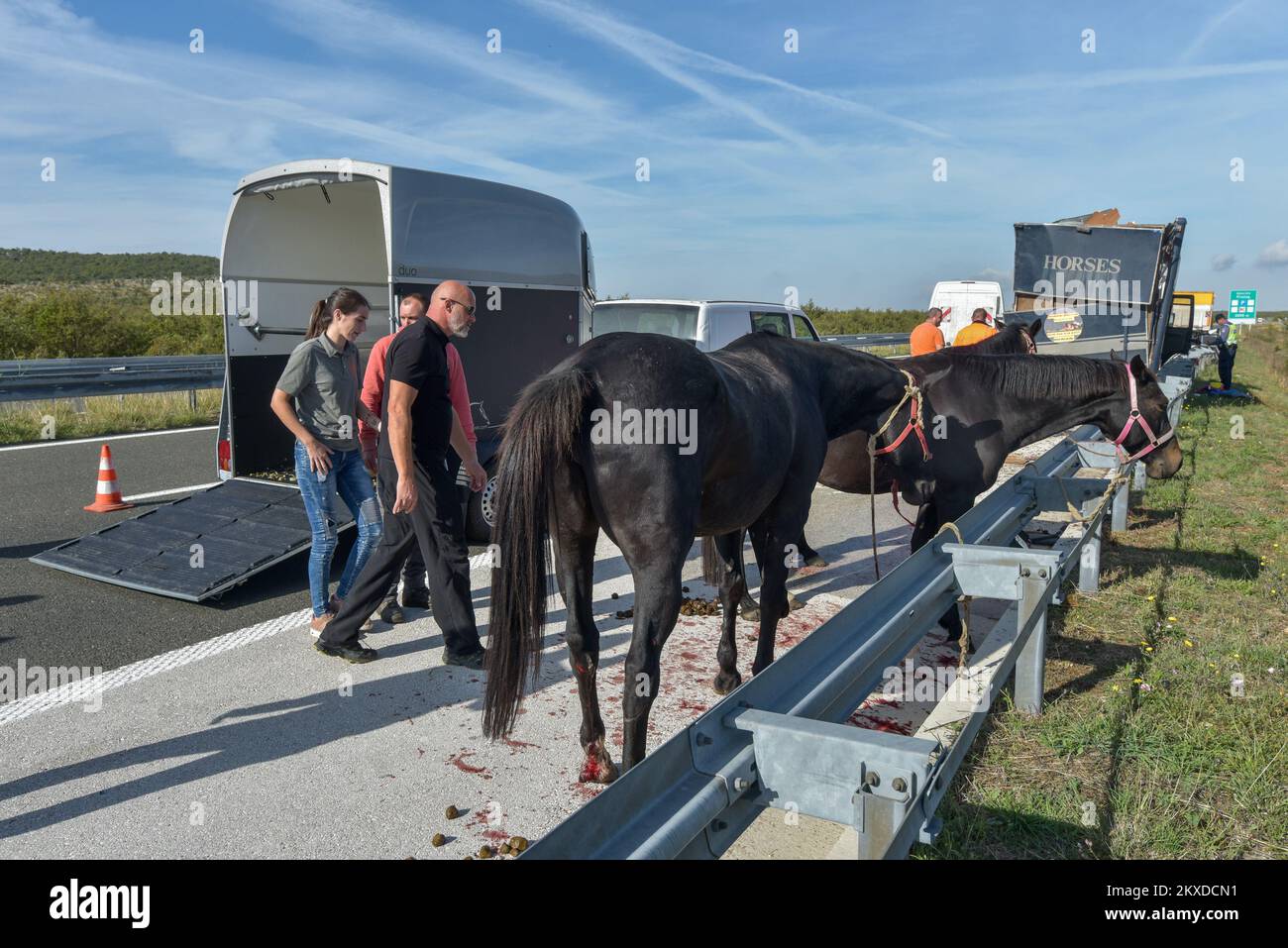 14.10.2019., Benkovac, Croatie - deux camions sont entrés en collision sur l'autoroute A1 Zagreb-Split près de Benkovac en raison du brouillard, l'un d'eux transportant des chevaux. Lors d'une collision, trois des sept chevaux se sont échappés du camion sur la route, mais ils ont rapidement été attrapés. Les cavaliers n'ont pas été blessés, mais un cheval a été tué. Photo: Dino Stanin/PIXSELL Banque D'Images