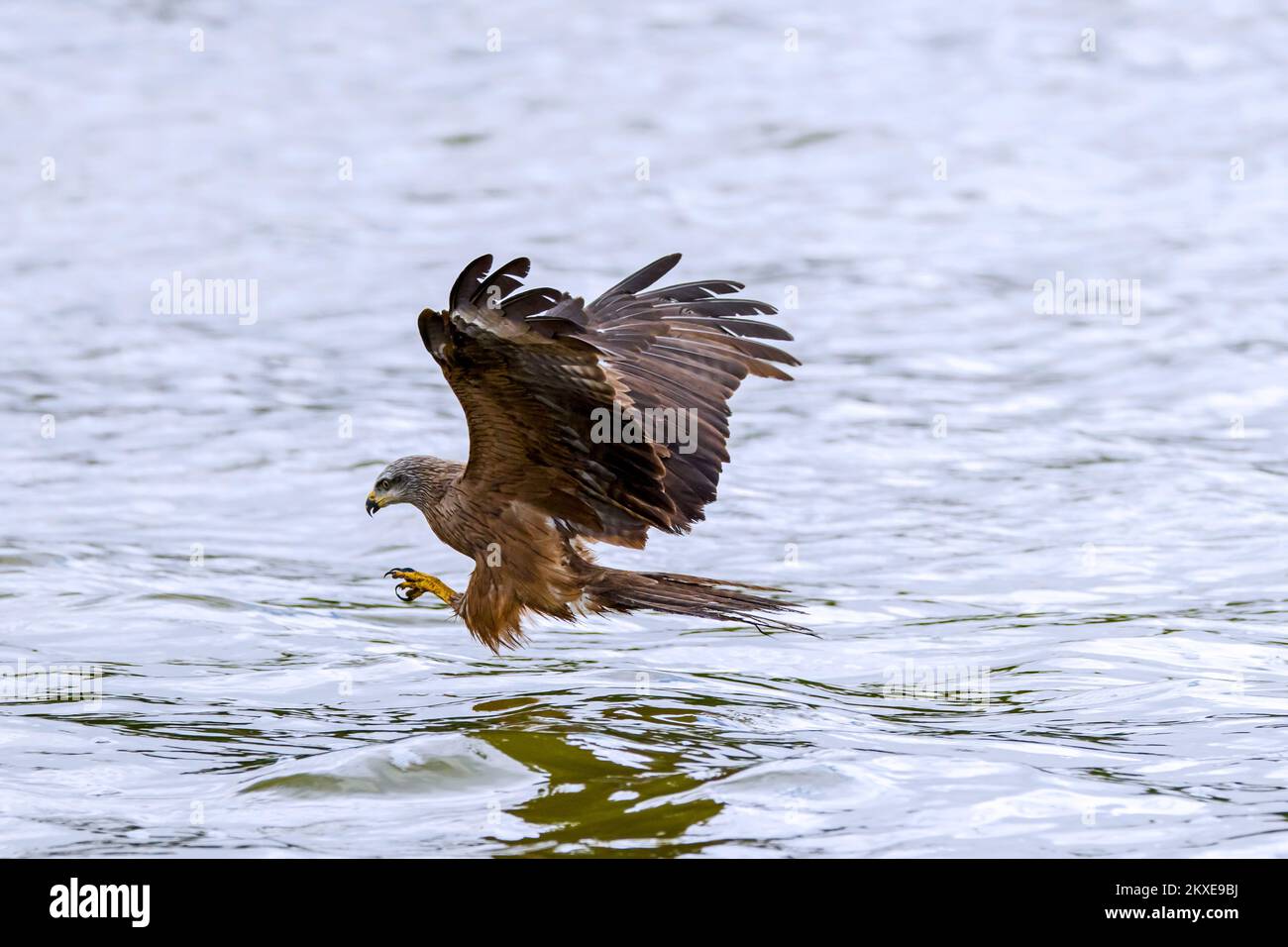 Cerf-volant noir (Milvus migrans) en vol, qui descend pour attraper des poissons du lac avec ses talons Banque D'Images