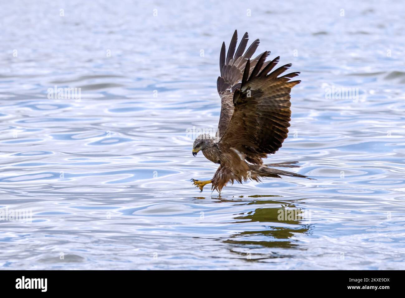 Cerf-volant noir (Milvus migrans) en vol, qui descend pour attraper des poissons du lac avec ses talons Banque D'Images