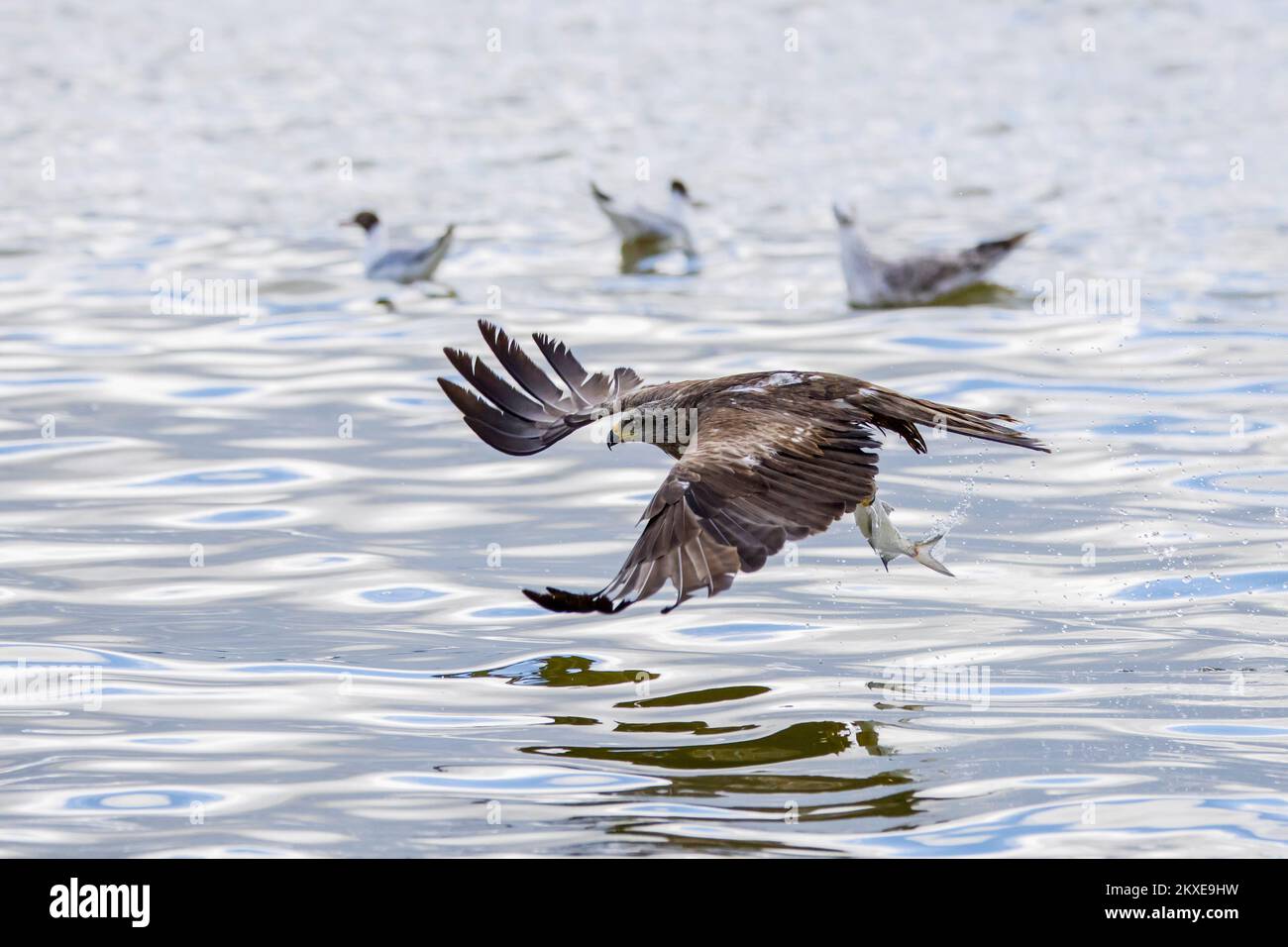 Cerf-volant noir (Milvus migrans) en vol, qui descend pour attraper des poissons du lac avec ses talons Banque D'Images