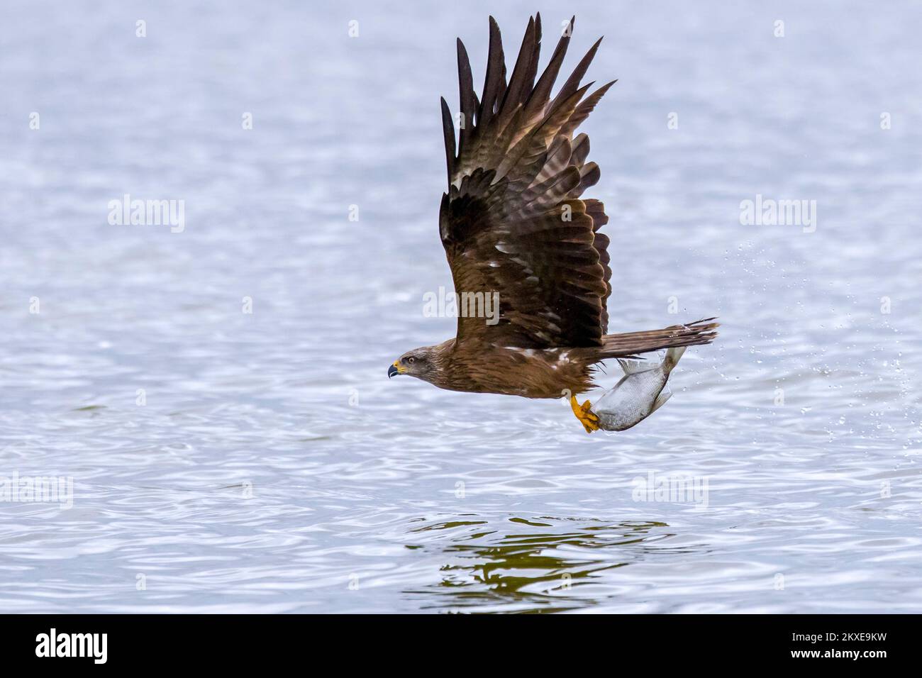 Cerf-volant noir (Milvus migrans) en vol, qui descend pour attraper des poissons du lac avec ses talons Banque D'Images
