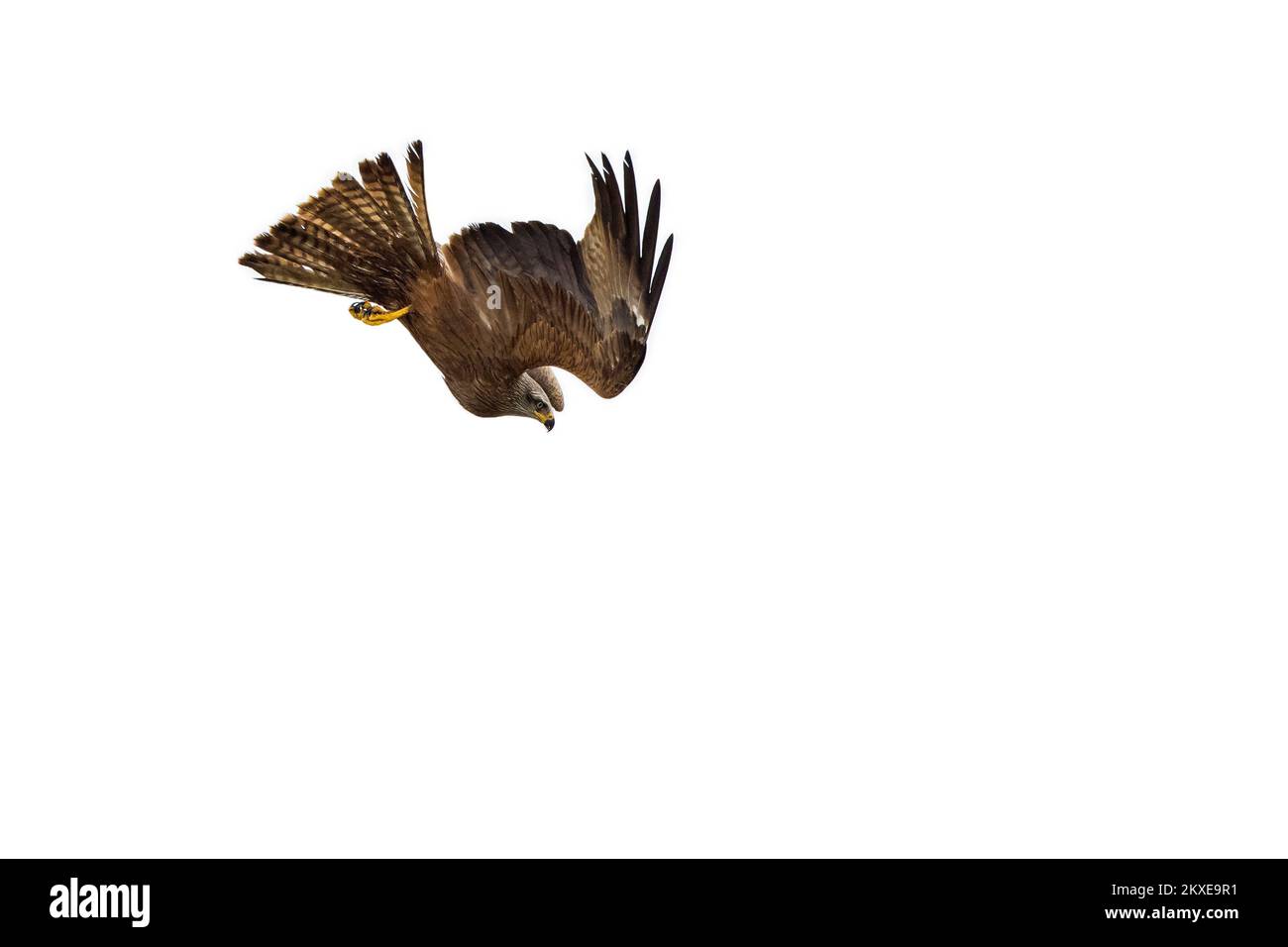 Cerf-volant noir (Milvus migrans) en vol, qui descend pour attraper des poissons du lac avec ses talons Banque D'Images