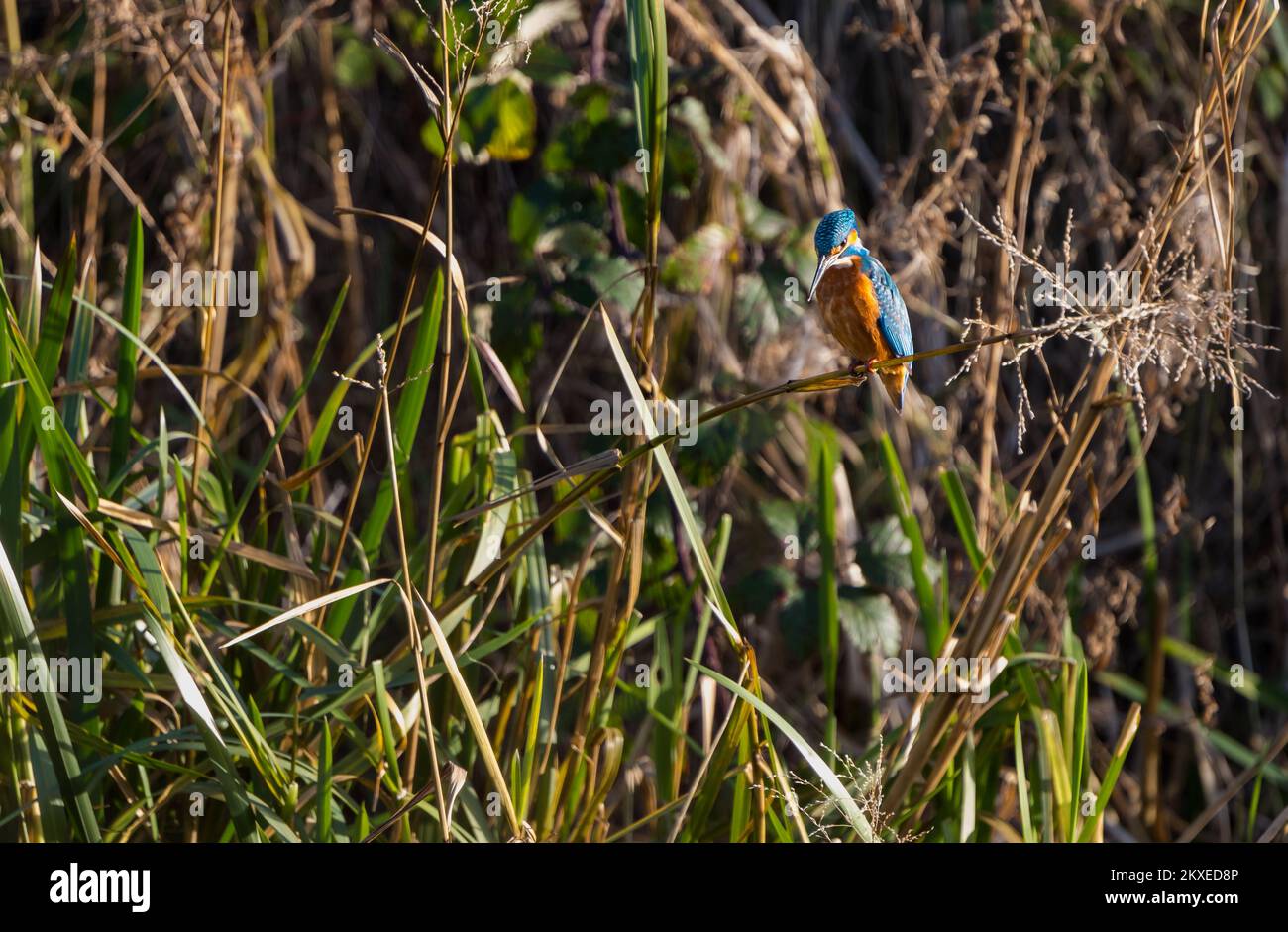 Un kingfisher (Alcedo atthis) perché sur une berge surplombant l'eau de la rivière Leith, Édimbourg, Écosse, Royaume-Uni Banque D'Images