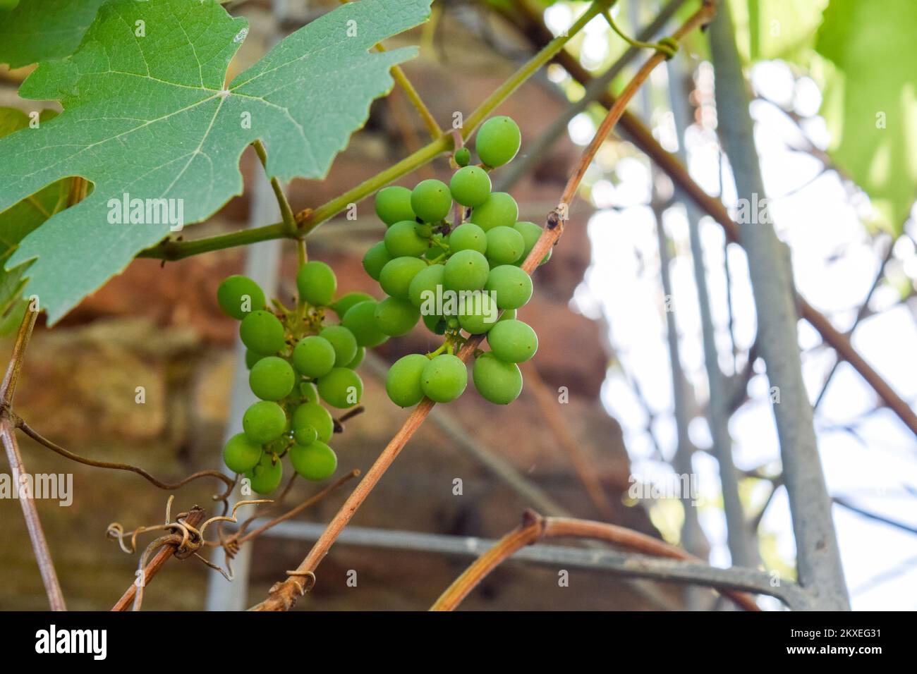 bouquet de raisins blancs dans le jardin Banque D'Images