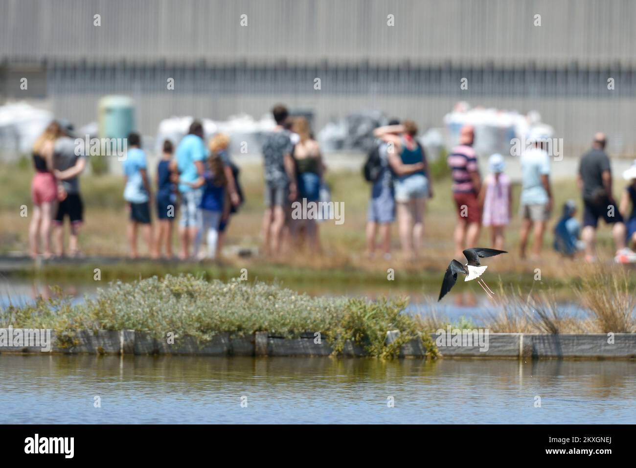 Les gens visitent Nin Saltworks à Nin, en Croatie, sur 9 juillet 2020. Le Saltworks de Nin, situé dans la région de Zadar, où tout le travail de la ville est encore fait traditionnellement et à la main. Le sel de Nin est cultivé de la même manière depuis 1 500 ans, comme cela a été démontré précédemment par les découvertes archéologiques de l'Illyrien et de la période romaine, pour n'en citer que deux.les saltworks de Nin ont ouvert ses portes aux visiteurs intéressés . Ce que cela signifie, c'est qu'il sera possible pour les habitants et les visiteurs de visiter Solana Nin et son musée du sel gratuitement.les journées portes ouvertes se tiennent toutes les deux semaines Banque D'Images