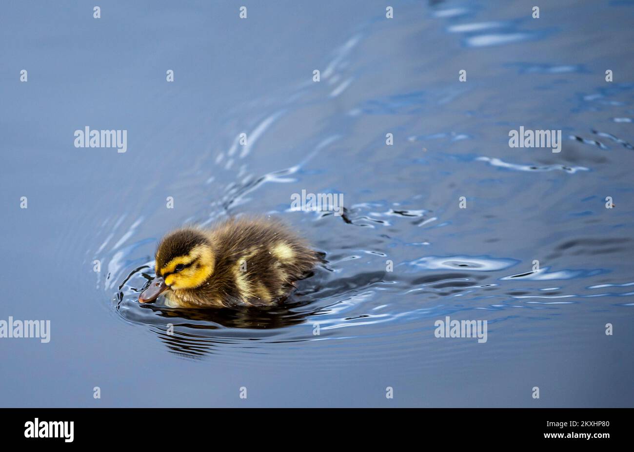 Mignon Duckling nager dans Un étang / lac / Loch Banque D'Images