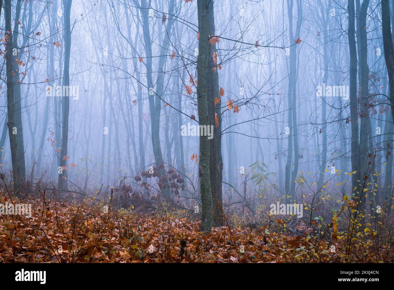 Brouillard route de terre belle scène Misty crépuscule hêtre automne paysage vue panoramique bleu atmosphérique sentier sinistre feuillage orange en automne Mystique fantaisie Banque D'Images