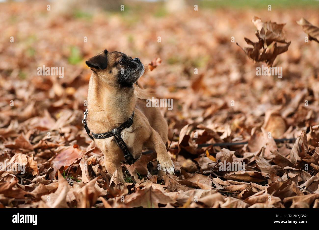 Ted, un petit chien de la race pékinois, est vu apprécier de jouer avec des feuilles sèches dans un parc voisin, à Zagreb, en Croatie, sur 06 novembre 2020. Photo: Emica Elvedji/PIXSELL Banque D'Images