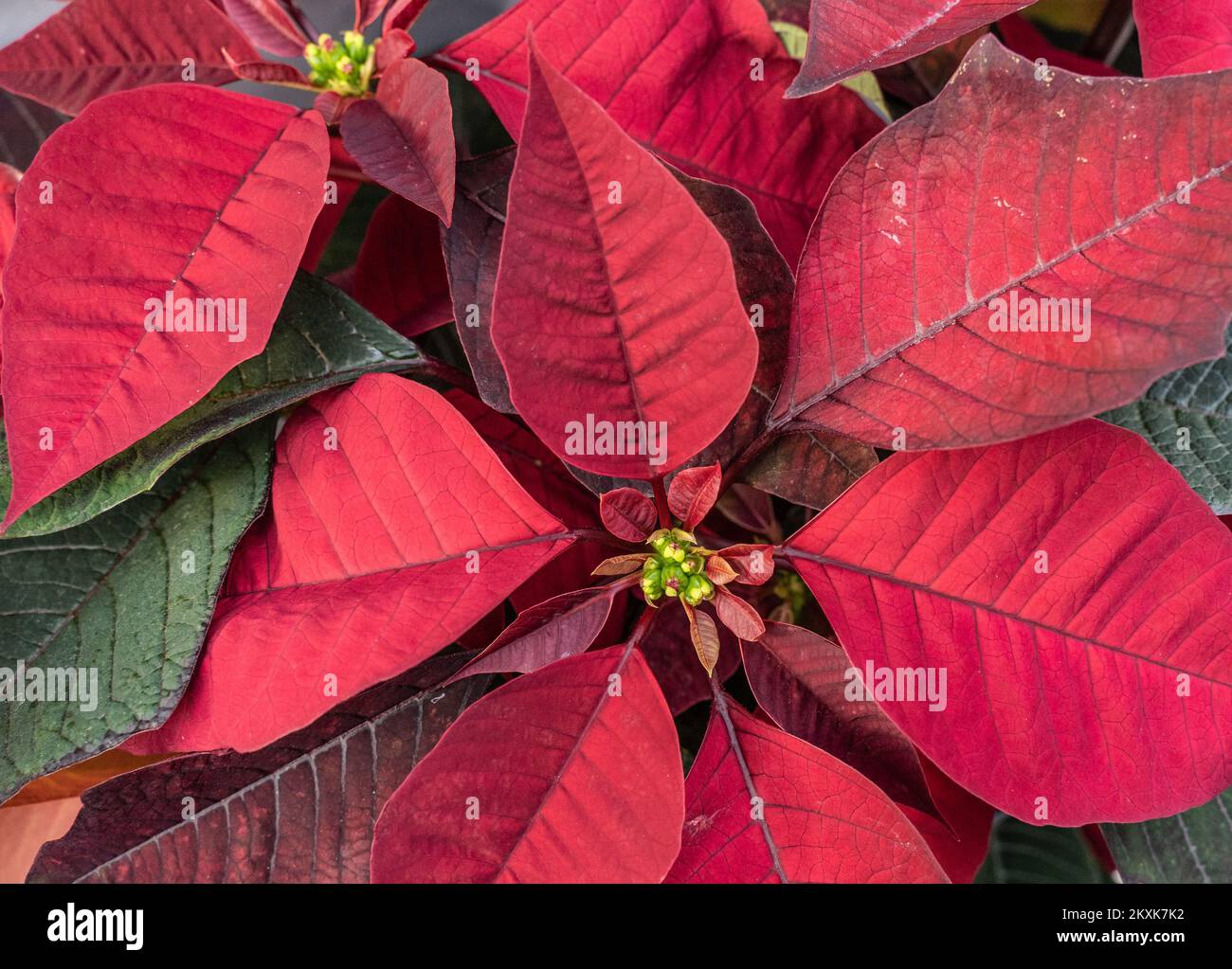 Belle poinsettia rouge floraison en serre prêt pour la saison des fêtes de Noël Banque D'Images