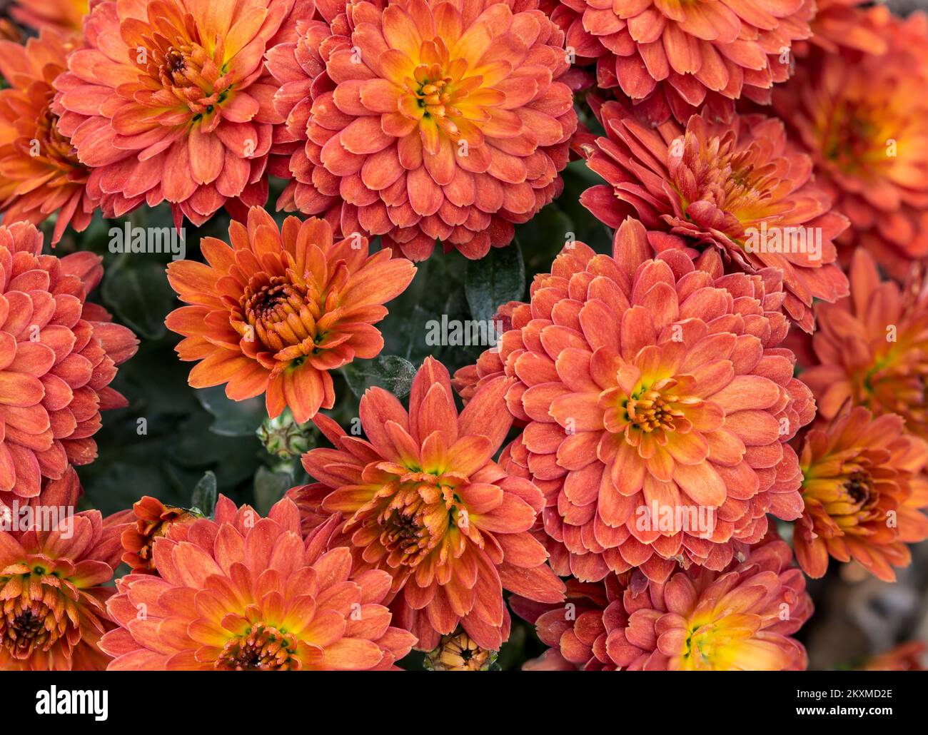 Photo macro de la fleur de dahlia avec une faible profondeur de champ. Banque D'Images