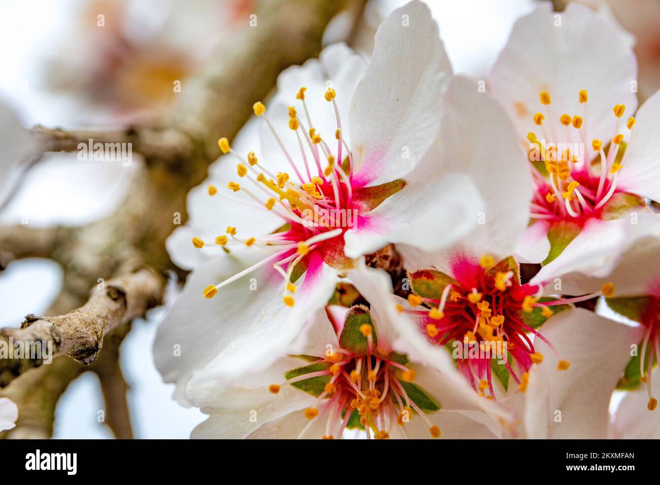 Les photos montrent des abeilles sur les fleurs des arbres fruitiers. Le temps ensoleillé et les températures élevées réveillaient la nature., à Pula, Croatie, sur 06 mars 2021. Photo: Srecko Niketic/PIXSELL Banque D'Images