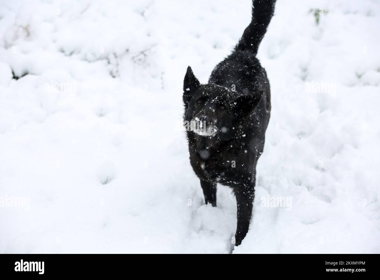 Cela pourrait être officiellement le printemps selon le calendrier, mais ceux en Croatie qui regardent leurs fenêtres ce matin pourraient être pardonnés à penser que c'était le milieu de l'hiver. Après des températures proches de 20 °C la semaine dernière dans la capitale, un noyau froid arctique profond a traversé certaines parties de l'Europe et a entraîné de la neige à travers la Croatie, à Lekenik, en 6 avril 2021. Photo: Zeljko Hladika/PIXSELL Banque D'Images