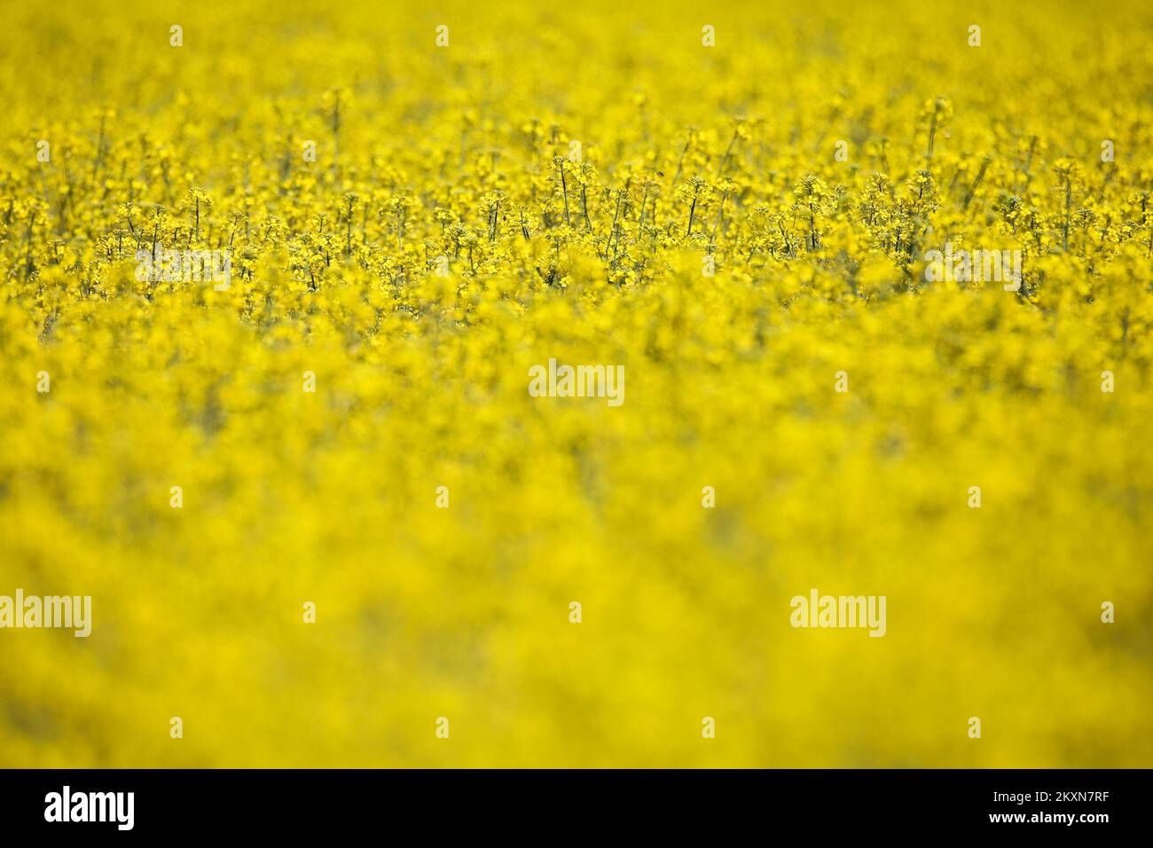 Champ de colza à Velika Gorica, Croatie sur 25 avril 2021. Photo: Zeljko Hladika/PIXSELL Banque D'Images