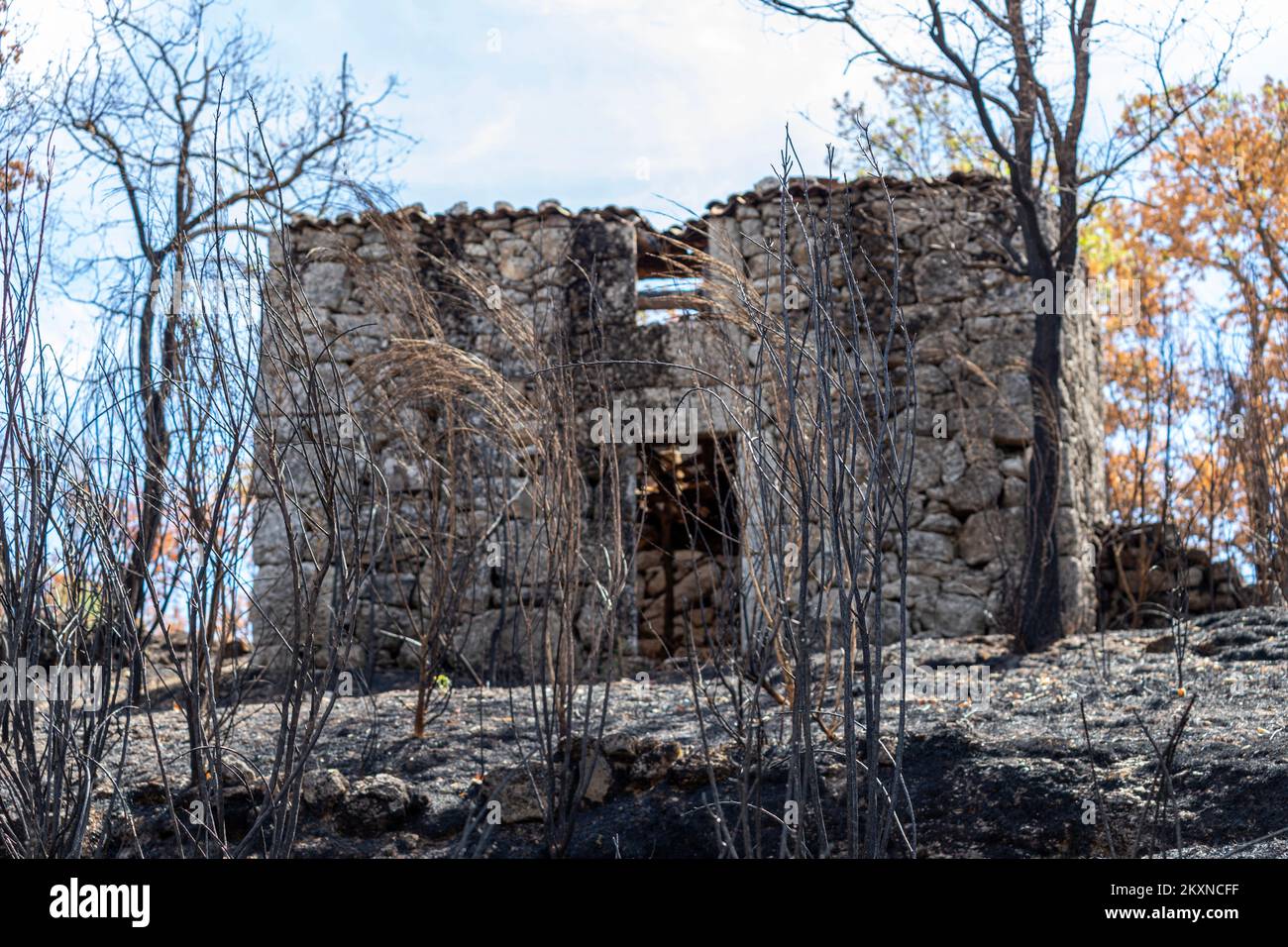 Un territoire sans vie après un fort incendie au Portugal. Linhares da Beira, Celorico da Beira , district de Guarda, Portugal Banque D'Images